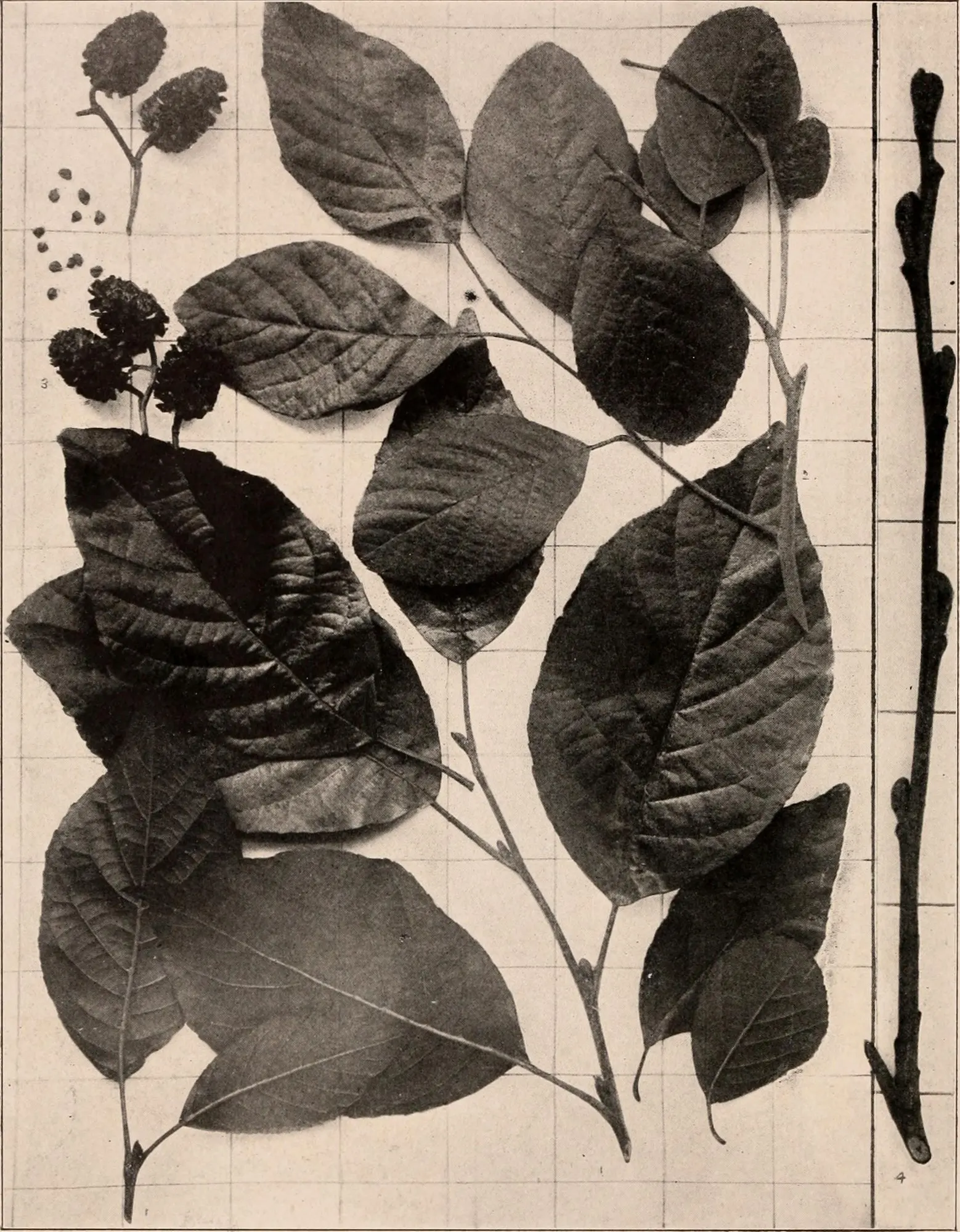 Seaside Alder (Alnus maritima) — but may require pruning to maintain its shape and remove any dead or damaged branches