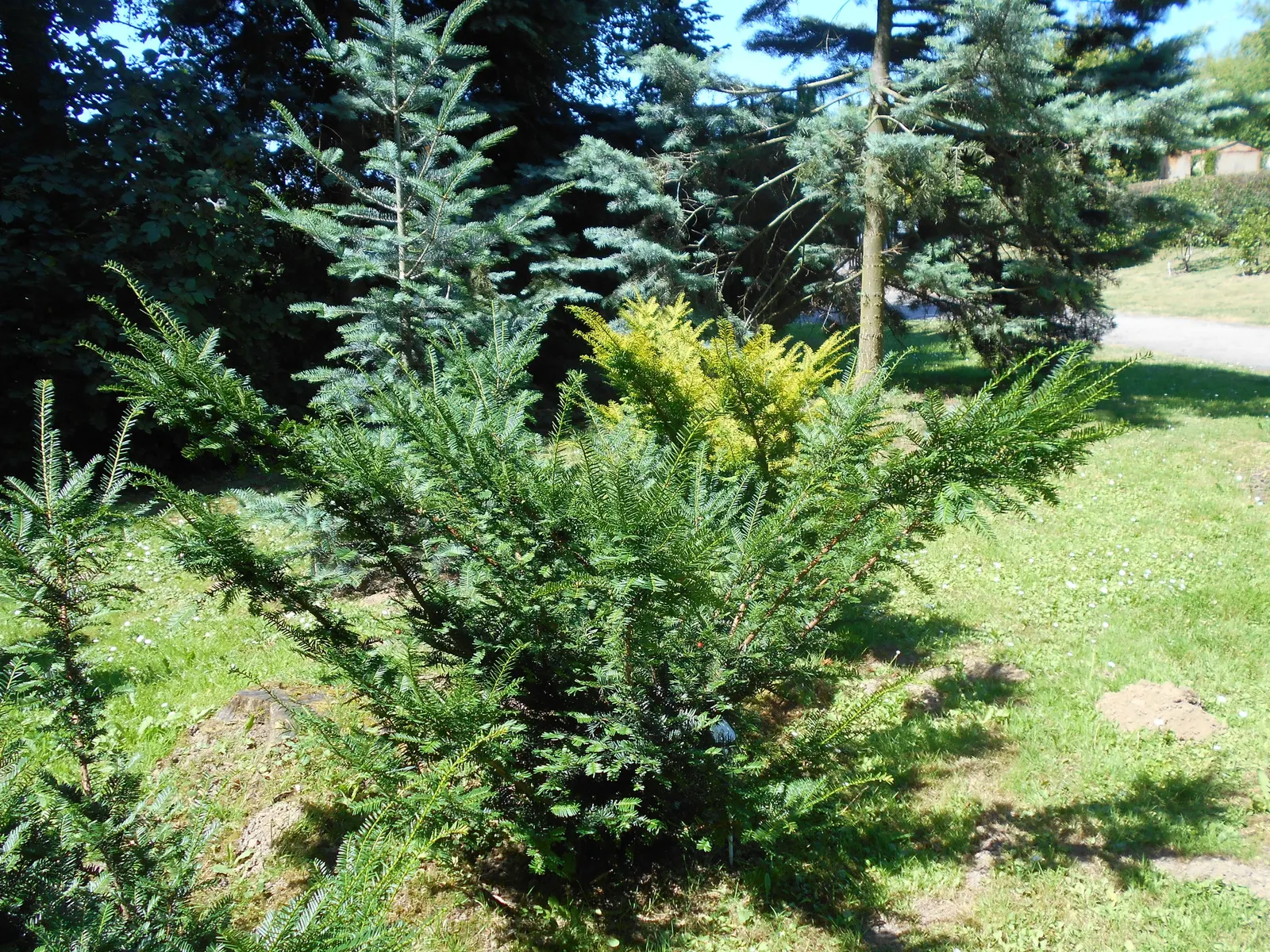 Japanese Yew (Taxus Cuspidata) — Deer resistant, it provides year-round interest