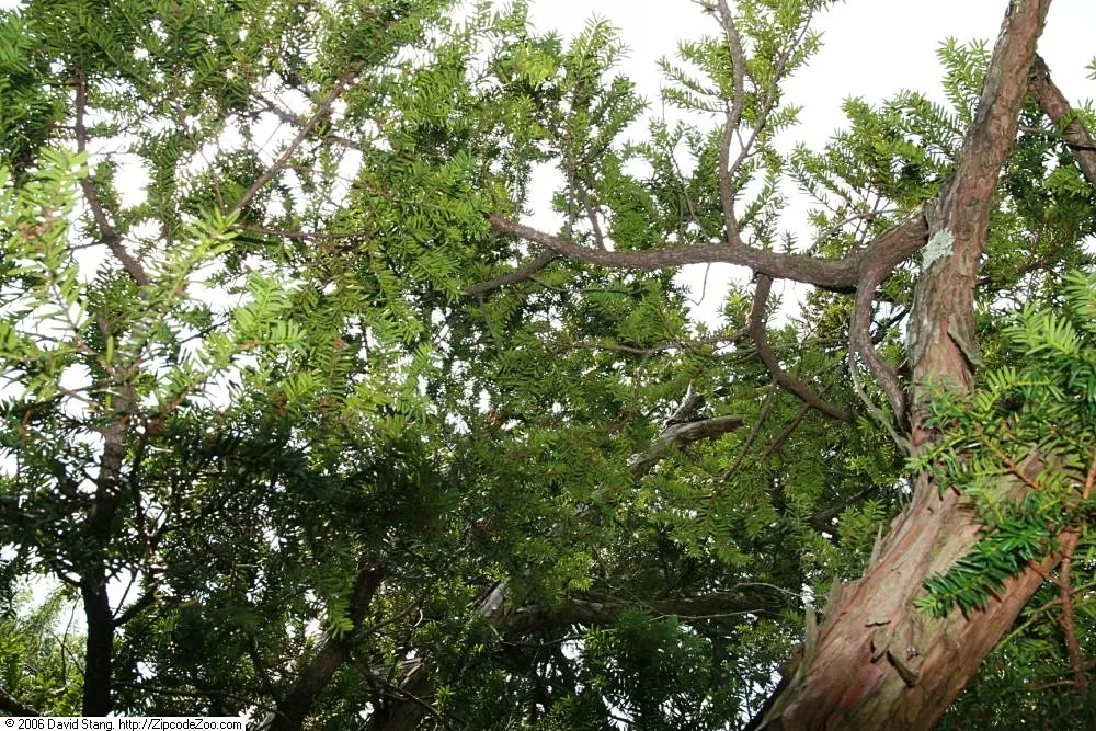 Japanese Yew (Taxus Cuspidata) — making it suitable for screens