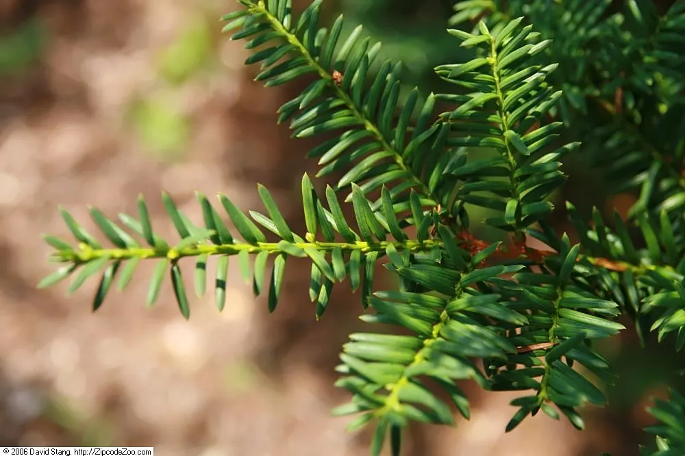 Japanese Yew (Taxus Cuspidata) — Pruning tolerance makes it ideal for shaping