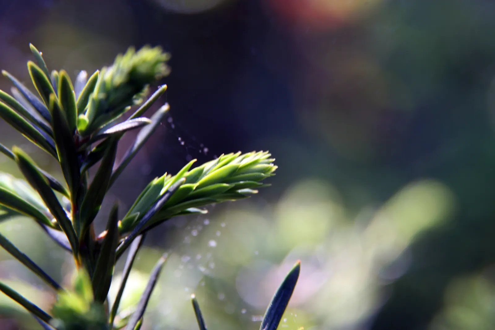 Japanese Yew (Taxus Cuspidata) — at roughly 6-12 inches per year
