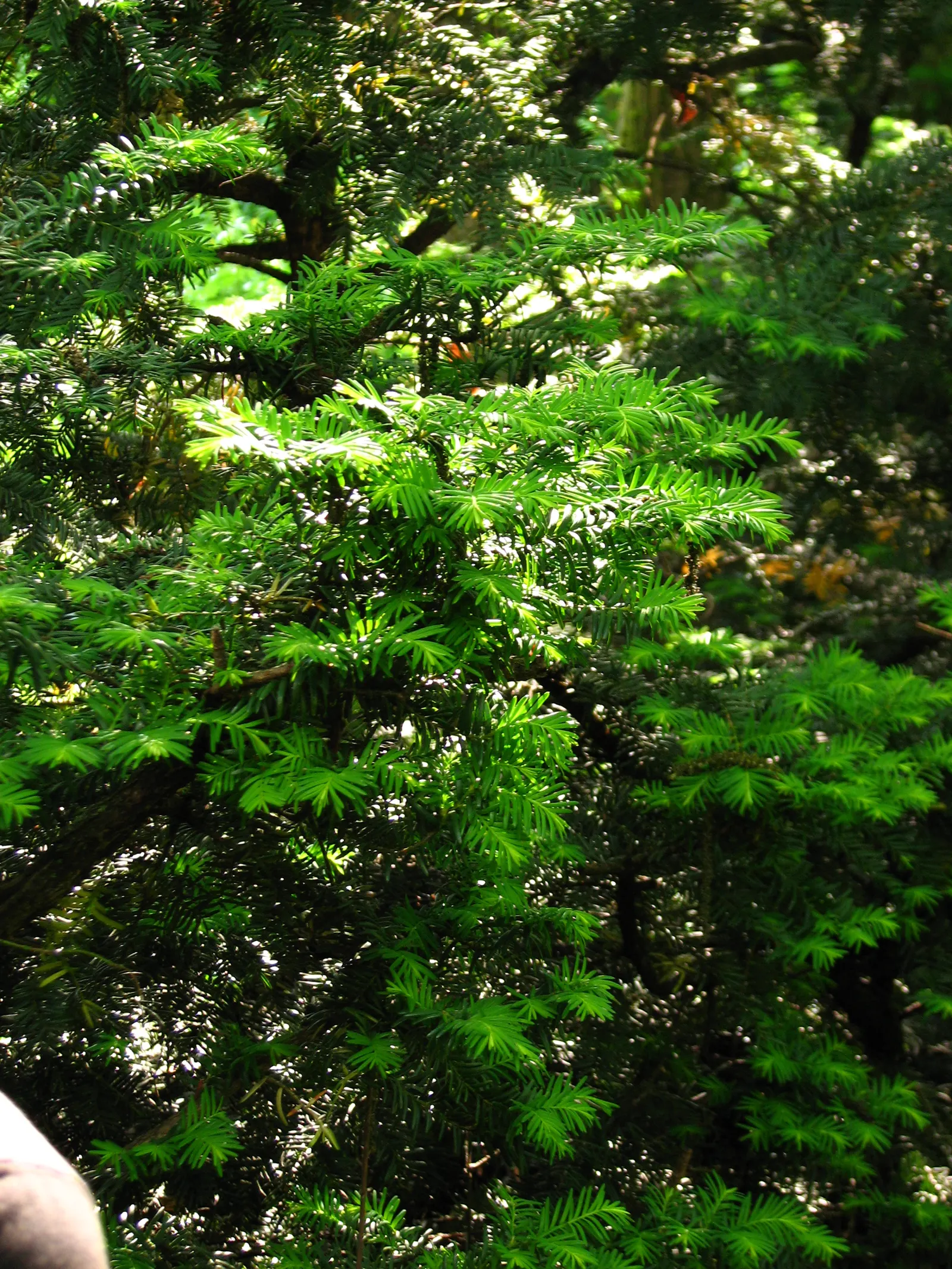 Japanese Yew (Taxus Cuspidata) — needle-like foliage and striking