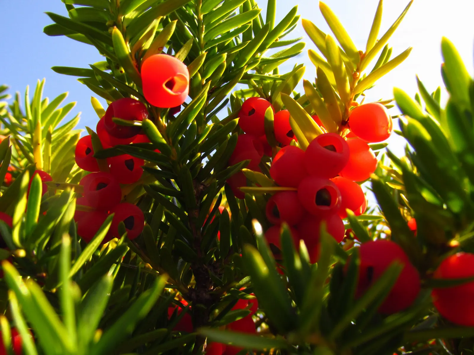 Japanese Yew (Taxus Cuspidata) — Regular watering recommended, with more frequency during dry spells