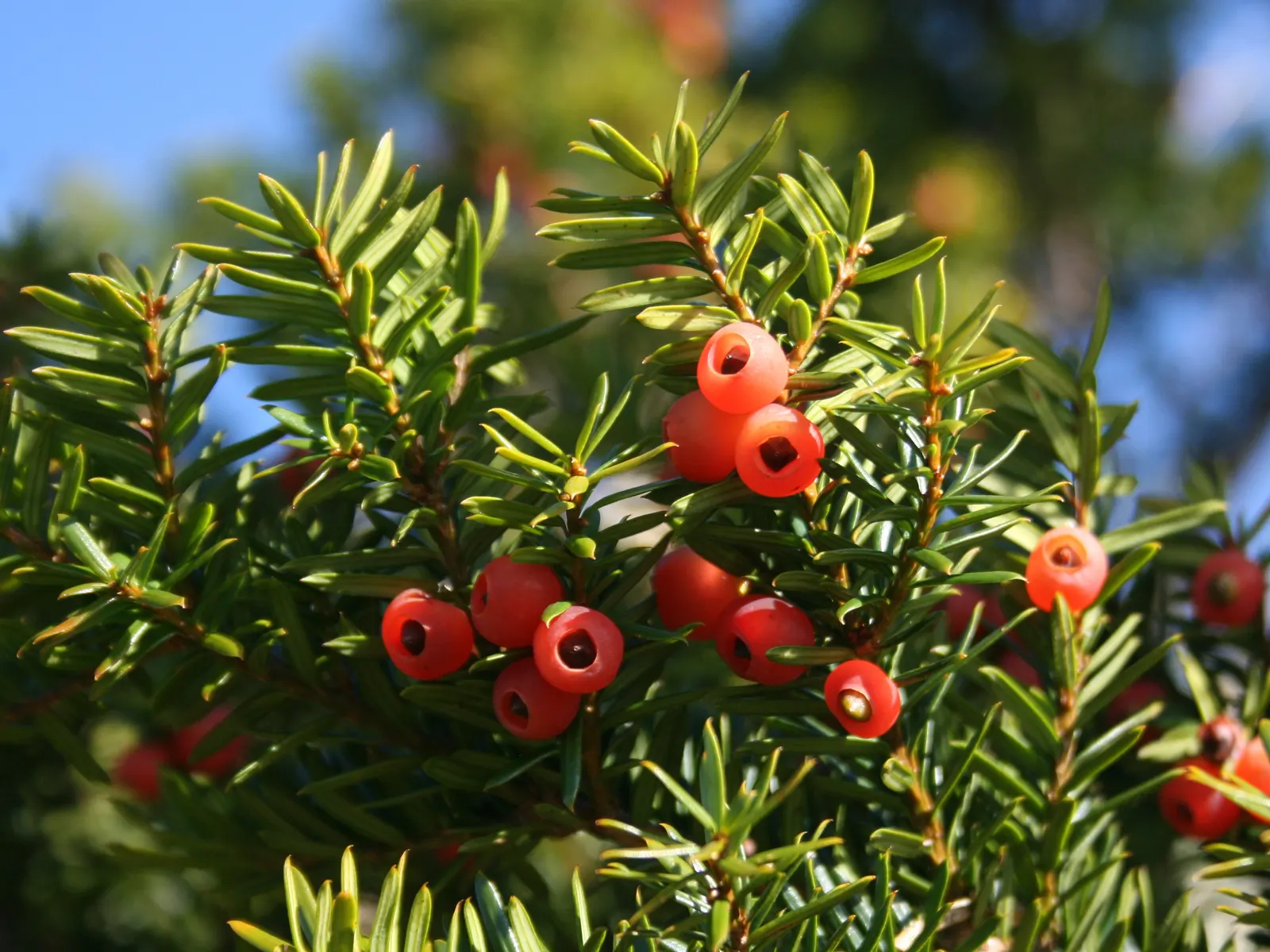 Japanese Yew (Taxus Cuspidata) — perfect for hedges with its dense