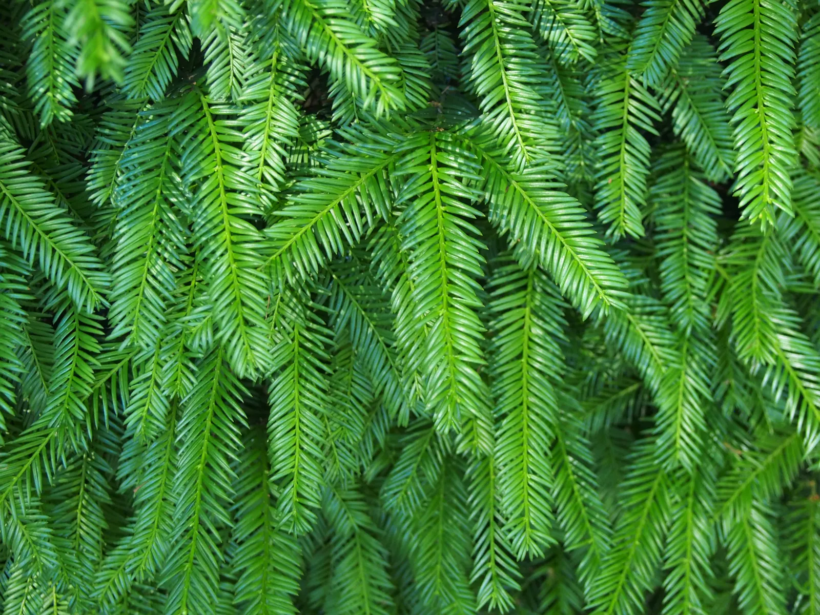 Japanese Yew (Taxus Cuspidata) — which allows for shaping into various formal forms.<br><br>For maximum impact