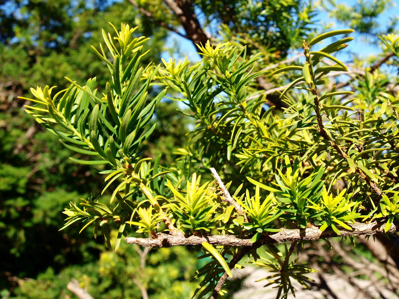 Japanese Yew (Taxus Cuspidata) — Mature size: 10-40ft tall, 10-25ft wide, with a slow growth rate of 6-12in/year
