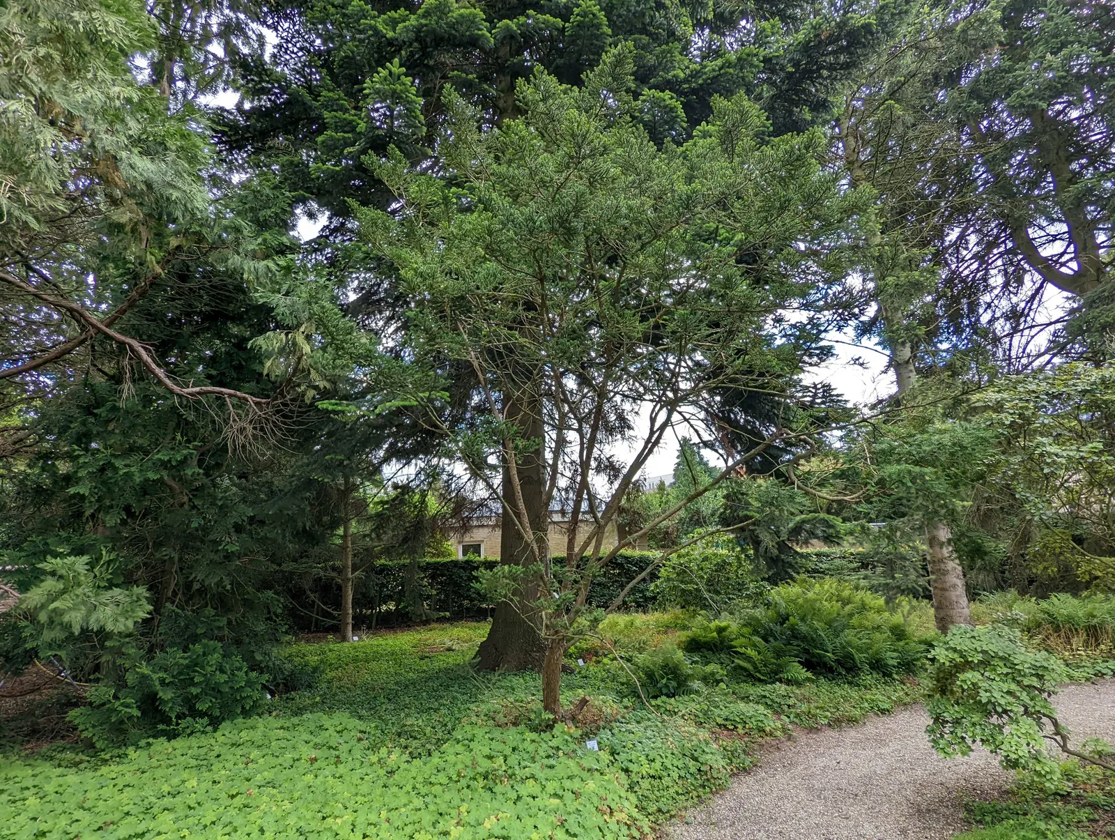 Japanese Yew (Taxus Cuspidata) — although its density and growth rate might be affected by excessive shade