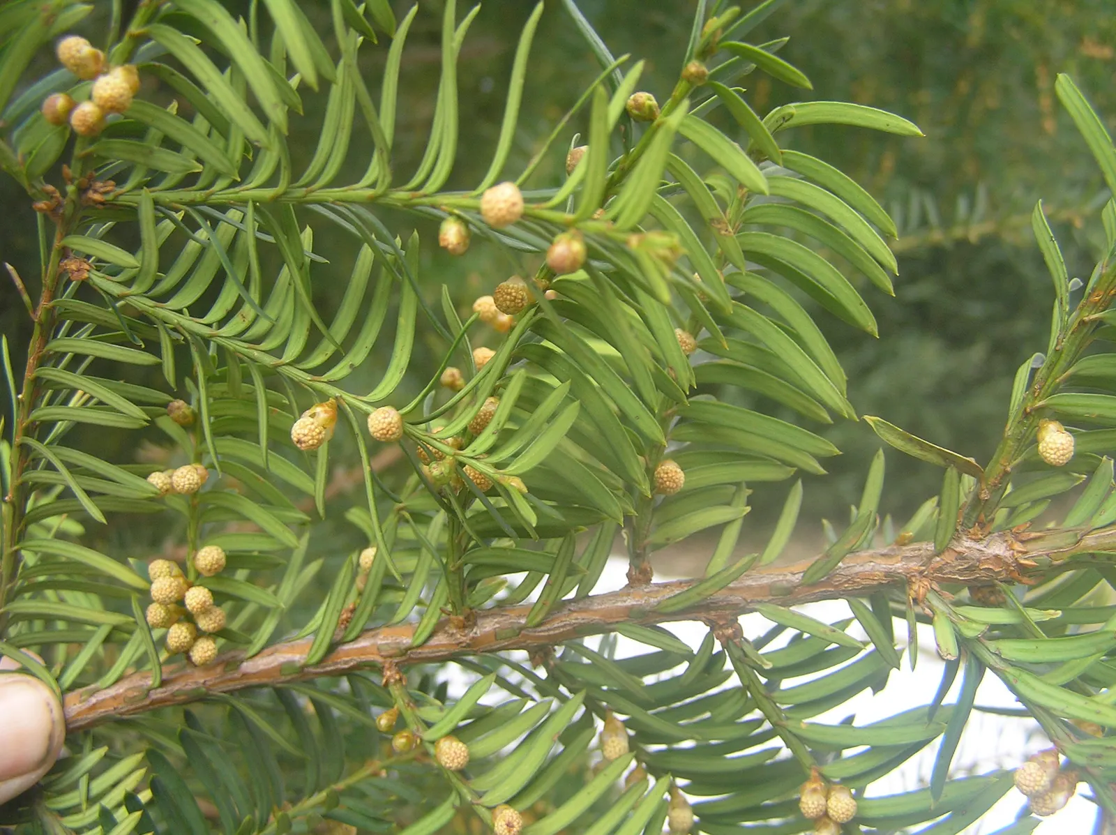 Japanese Yew (Taxus Cuspidata) — consider its ability to tolerate pruning