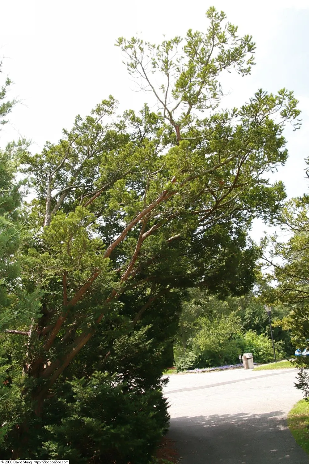 Japanese Yew (Taxus Cuspidata) — scientifically known as Taxus cuspidata; which allows for shaping into various formal forms.<br><br>For maximum impact