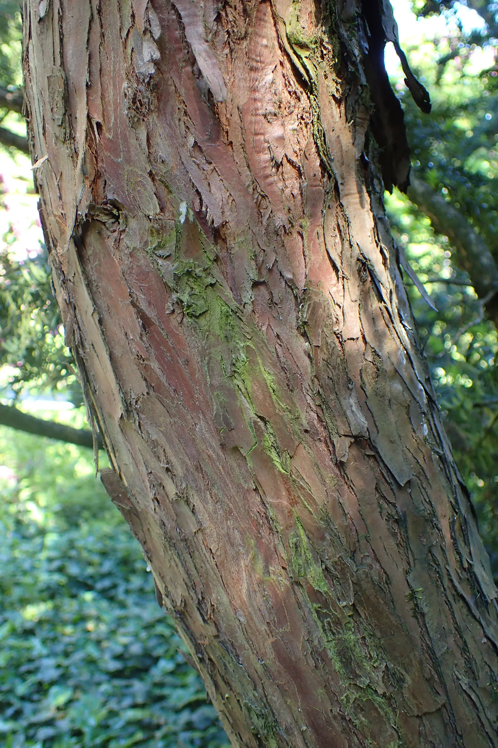 Japanese Yew (Taxus Cuspidata) — perfect for hedges with its dense; pruning tolerance makes it ideal for shaping, image 51