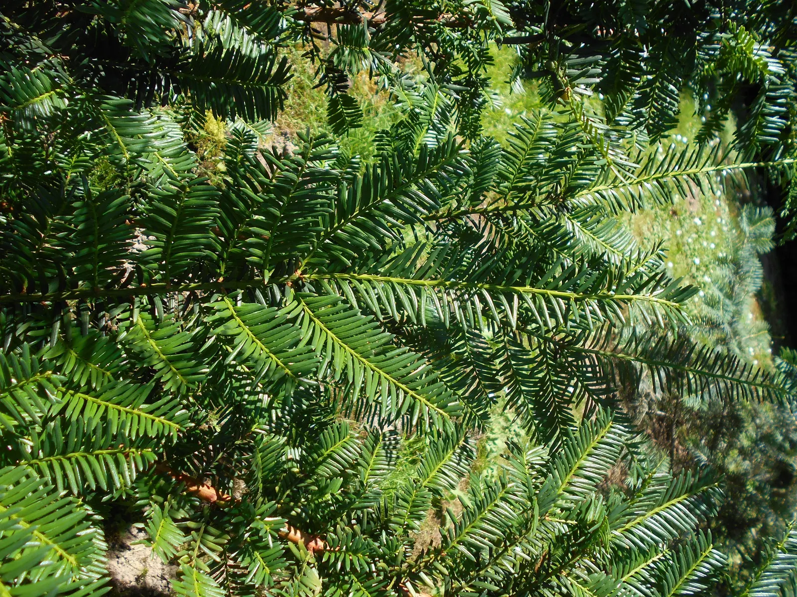 Japanese Yew (Taxus Cuspidata) — Mature size: 10-40ft tall, 10-25ft wide, with a slow growth rate of 6-12in/year; this robust species can achieve a, image 52