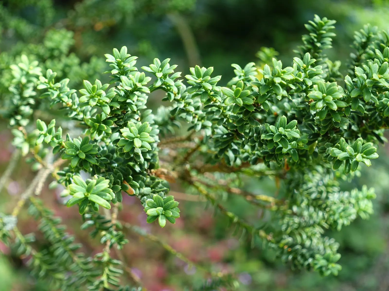 Japanese Yew (Taxus Cuspidata) — preferring well-drained soils with a pH range from slightly acidic to neutral