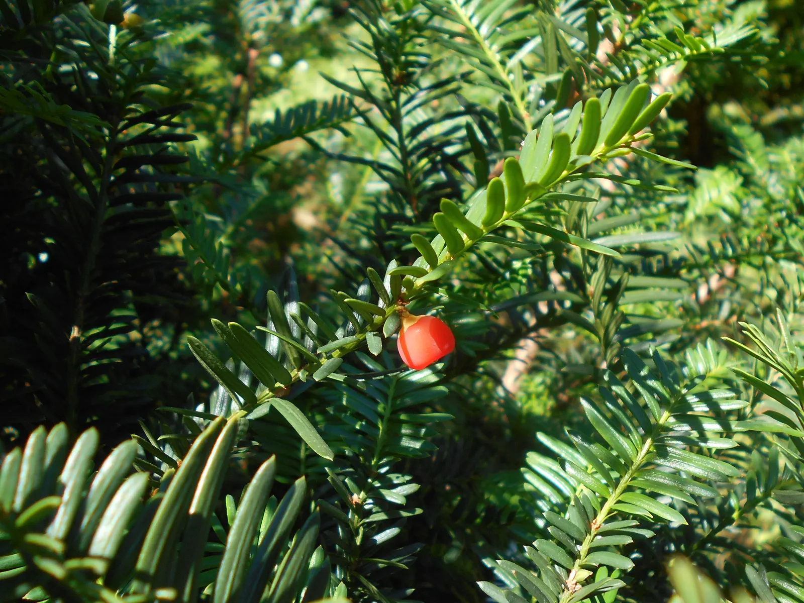 Japanese Yew (Taxus Cuspidata) — conifer / shrub for full or half or shade; at roughly 6-12 inches per year