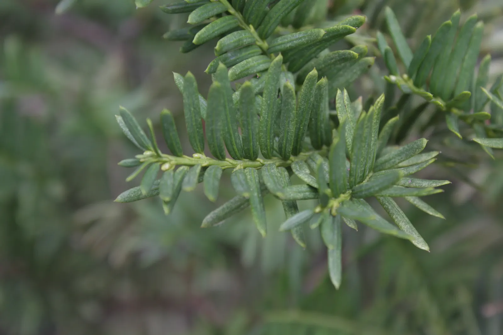 Japanese Yew (Taxus Cuspidata) — When integrating into a landscape design