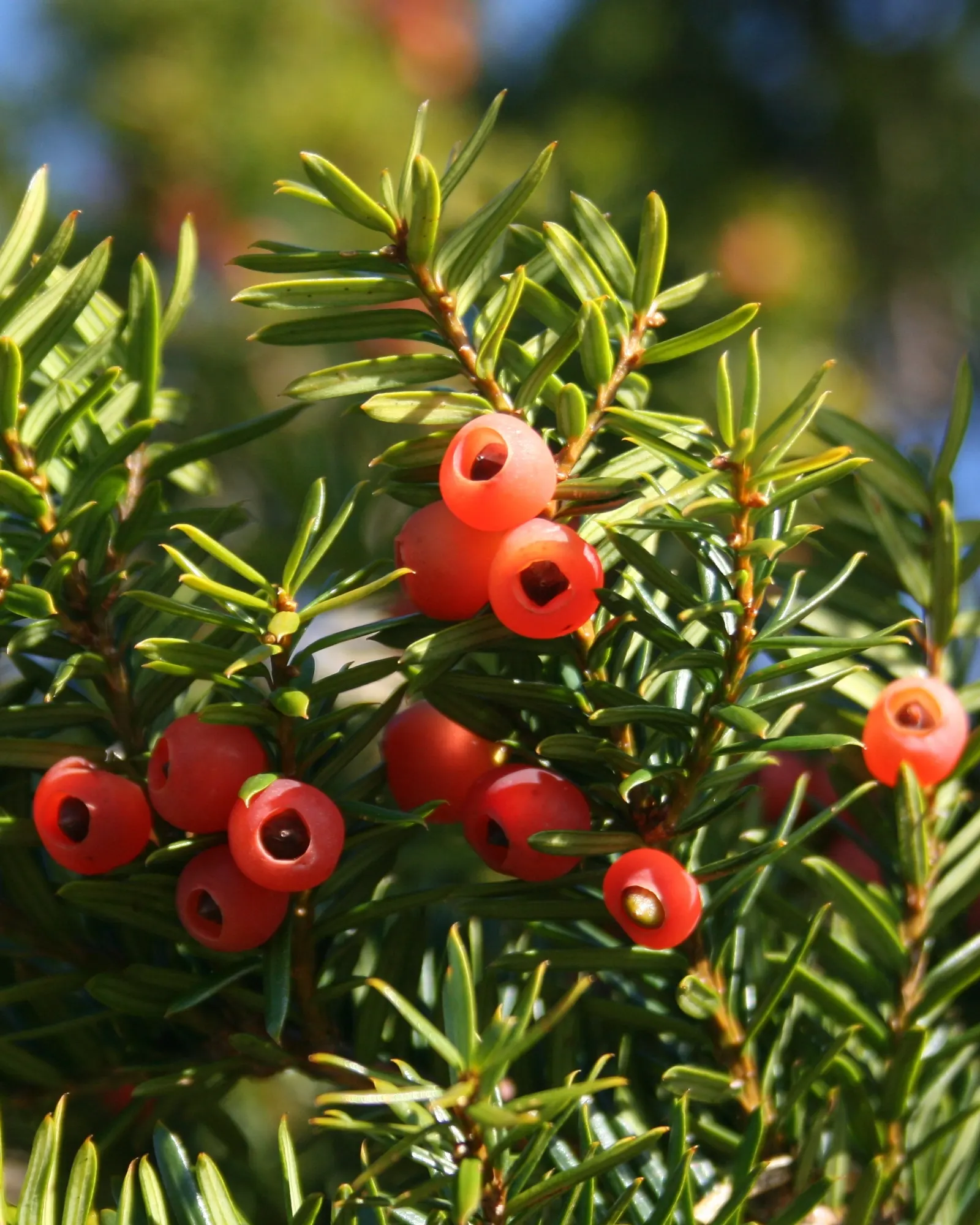 Japanese Yew (Taxus Cuspidata) — making it suitable for screens, image 38