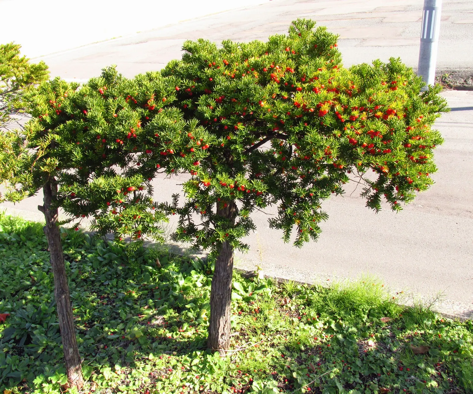 Japanese Yew (Taxus Cuspidata) — with a spread of 10 to 25 feet; deer resistant, it provides year-round interest