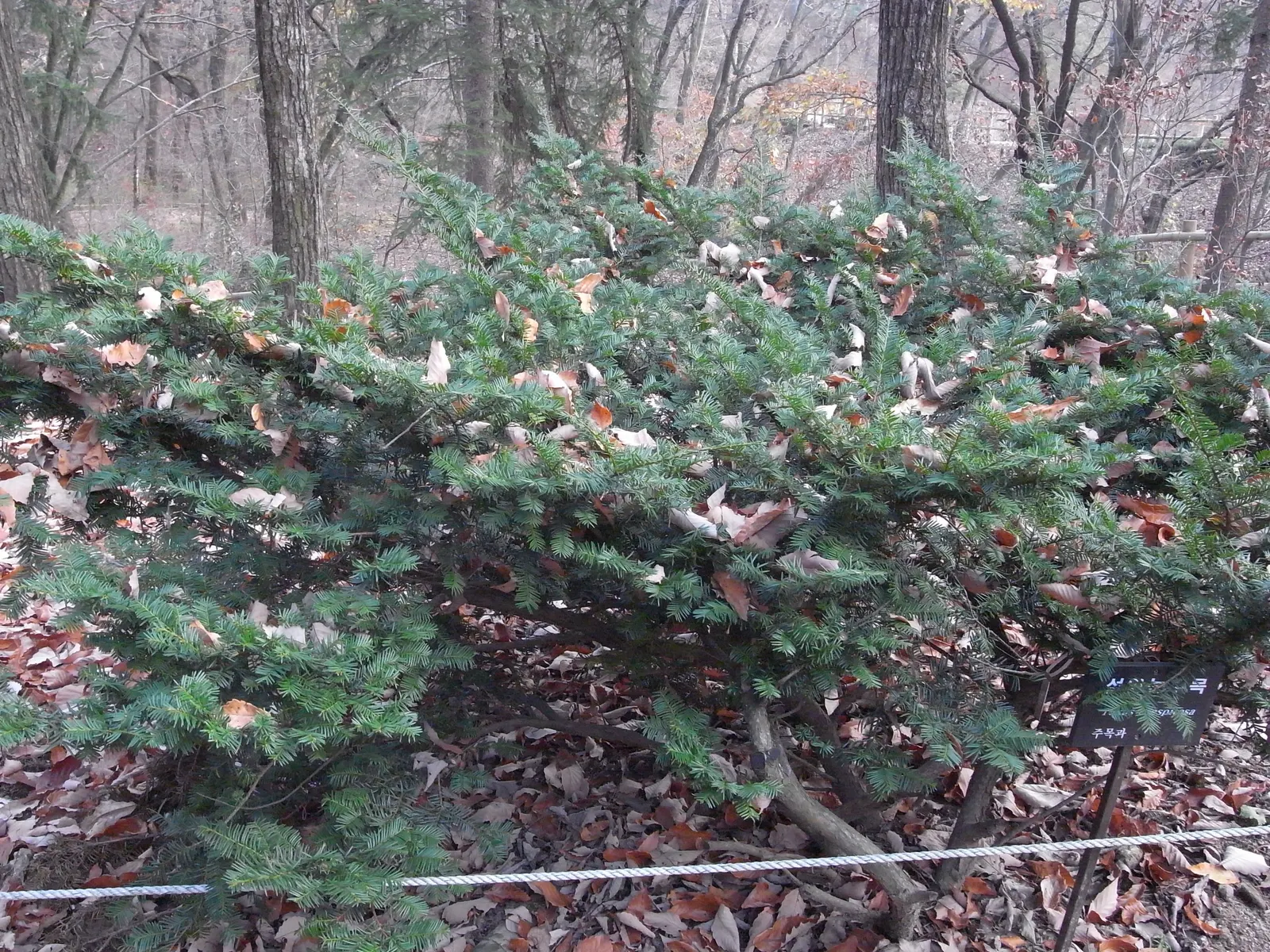 Japanese Yew (Taxus Cuspidata) — rounded cones; bright red
