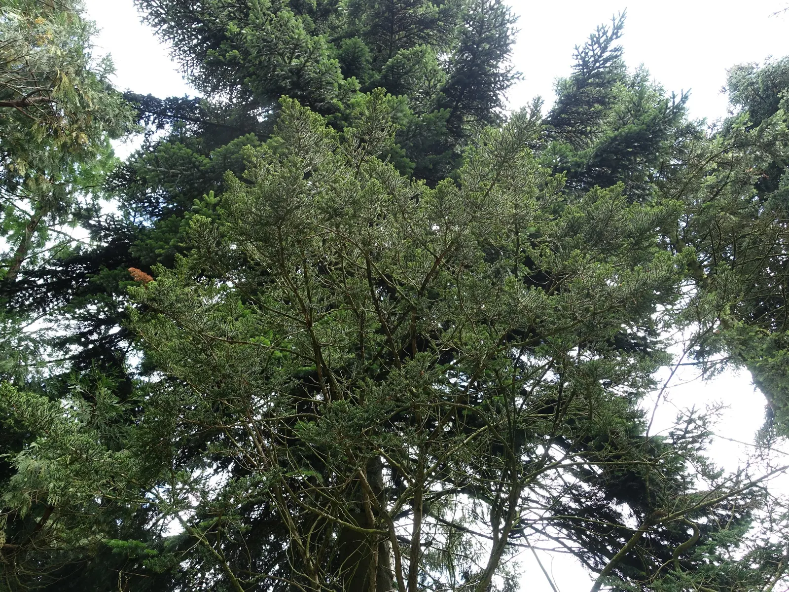 Japanese Yew (Taxus Cuspidata) — Mature size: 10-40ft tall, 10-25ft wide, with a slow growth rate of 6-12in/year; this robust species can achieve a mature