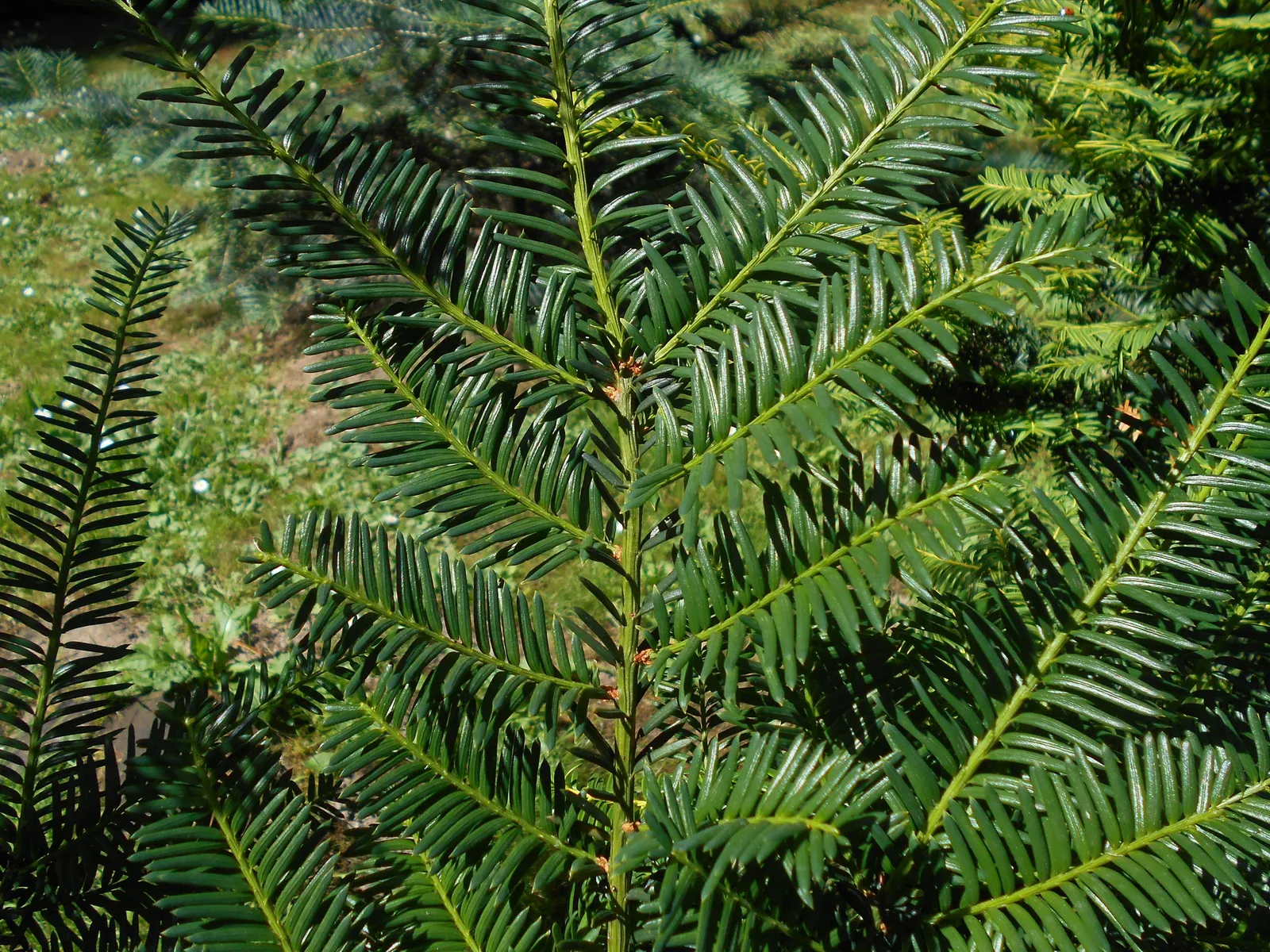 Japanese Yew (Taxus Cuspidata) — The plant is adaptable to both full sun and partial shade; preferring well-drained soils with a pH range from slightly acidic