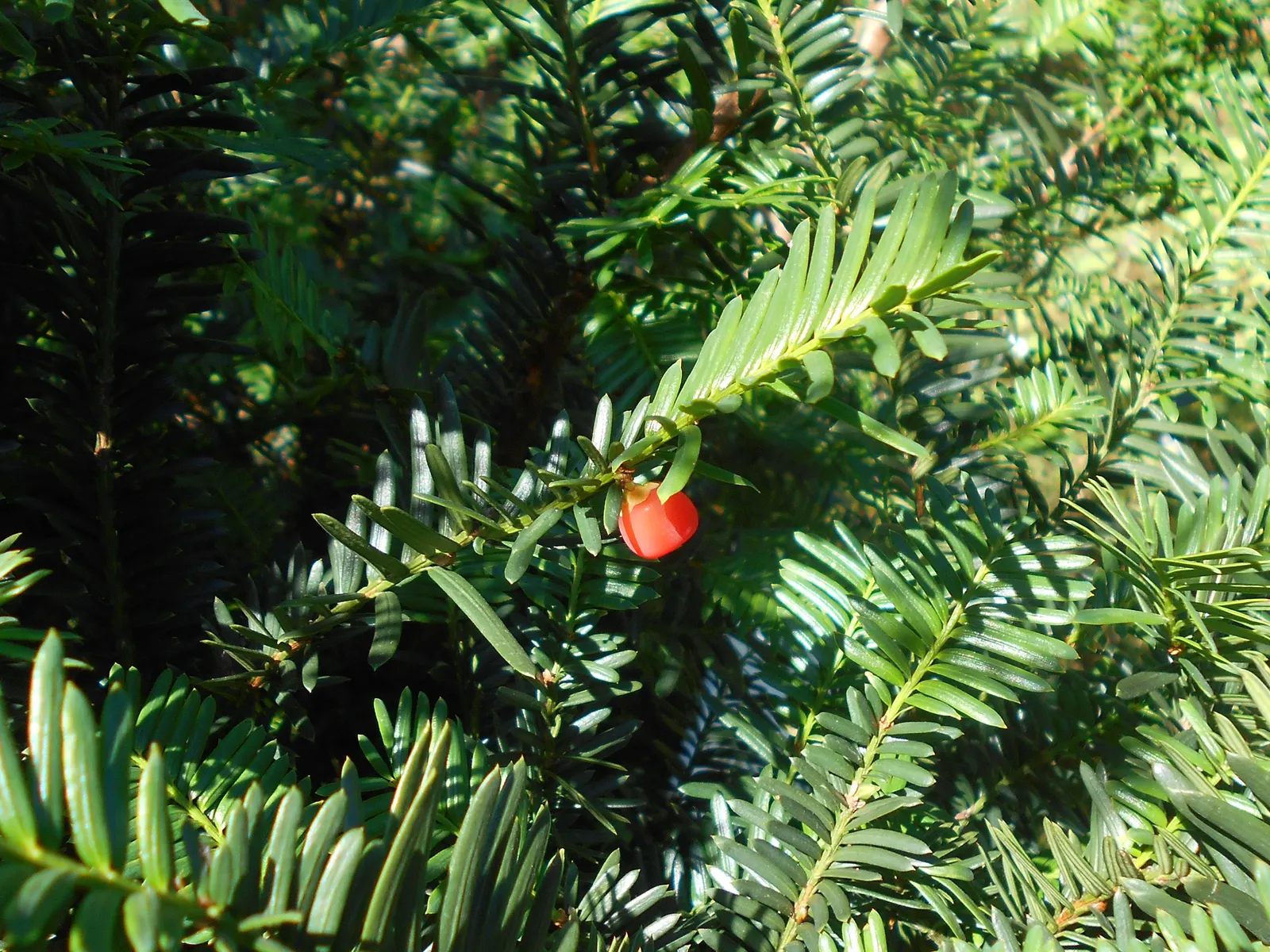 Japanese Yew (Taxus Cuspidata) — Deer resistant, it provides year-round interest; spanning approximately 1 inch in length