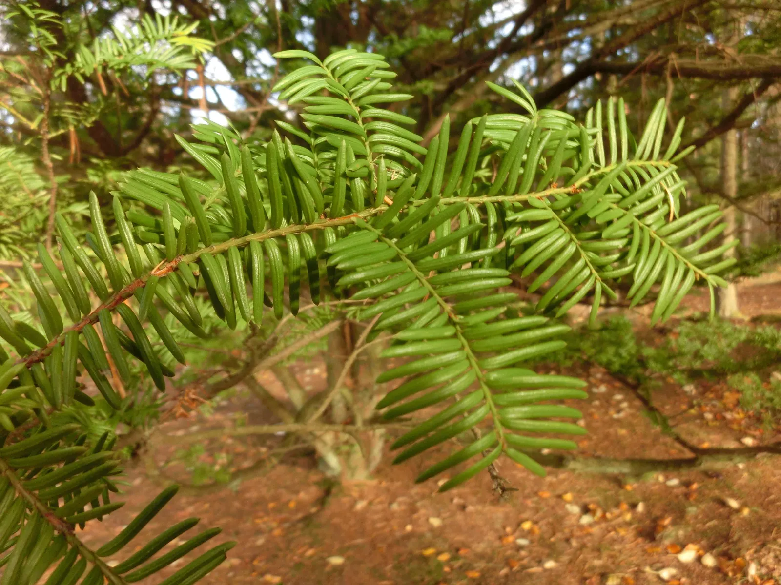 Japanese Yew (Taxus Cuspidata) — spanning approximately 1 inch in length