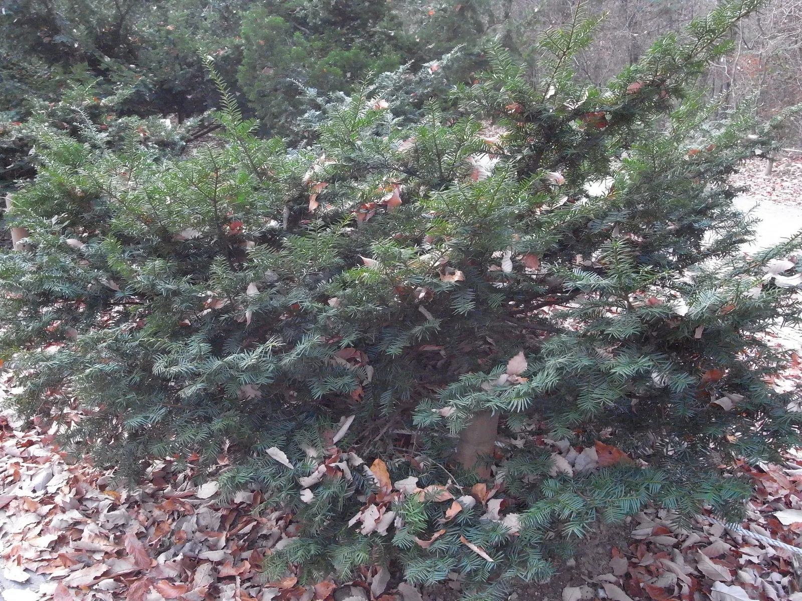 Japanese Yew (Taxus Cuspidata) — scientifically known as Taxus cuspidata