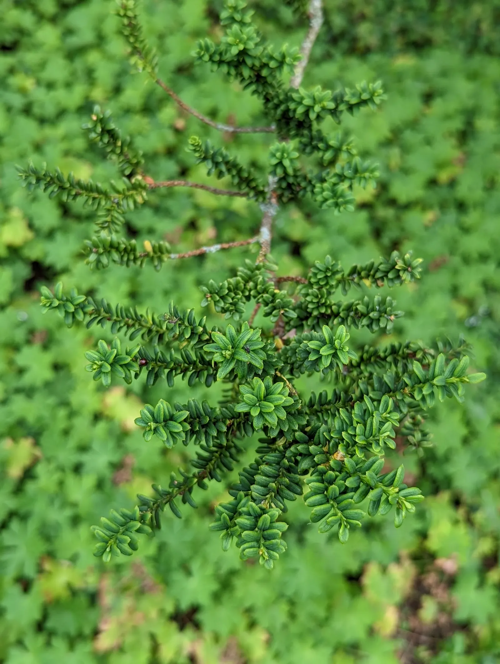 Japanese Yew (Taxus Cuspidata) — conifer / shrub for full or half or shade
