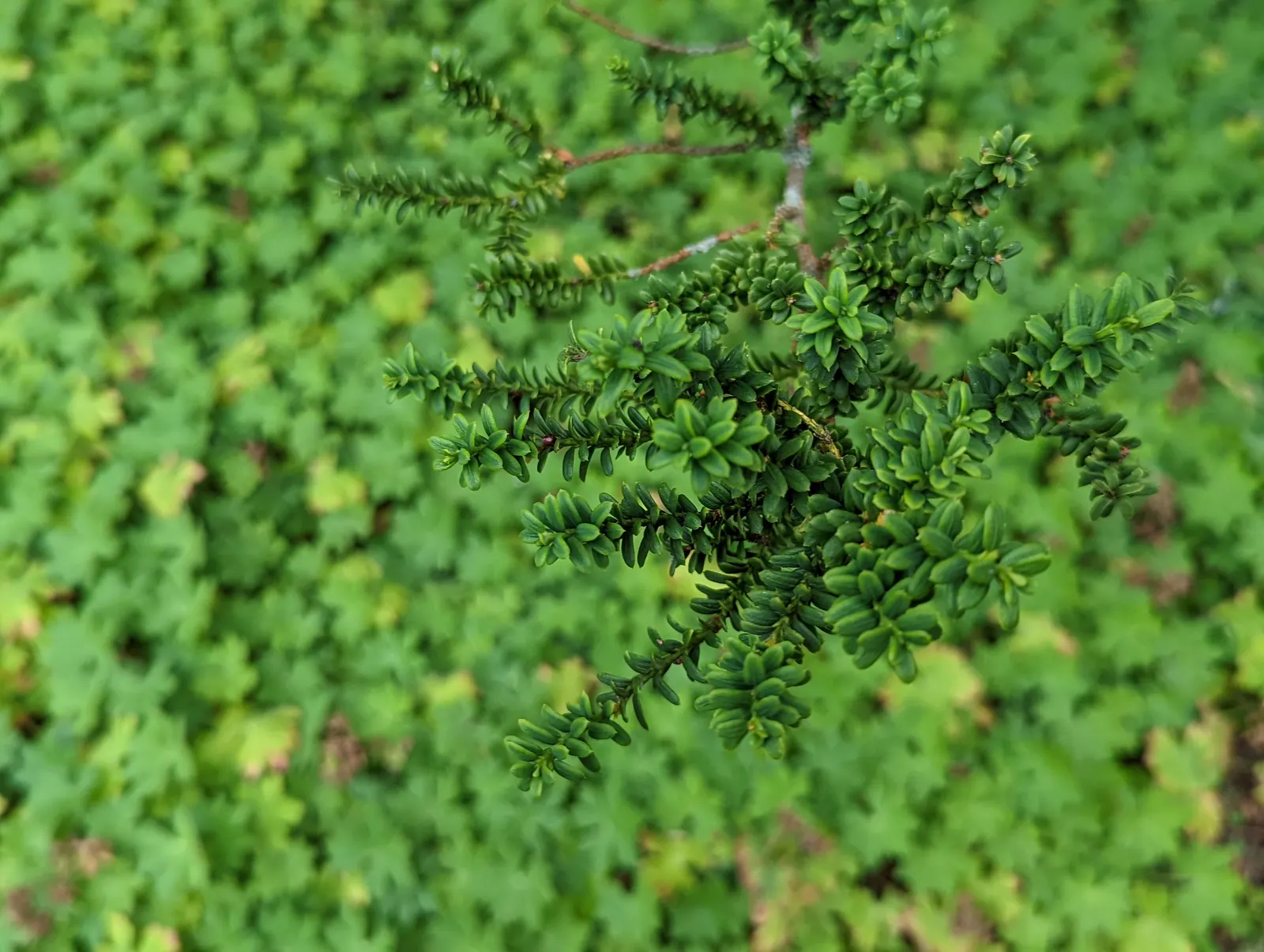 Japanese Yew (Taxus Cuspidata) — preferring well-drained soils with a pH range from slightly acidic to neutral; needle-like foliage and striking