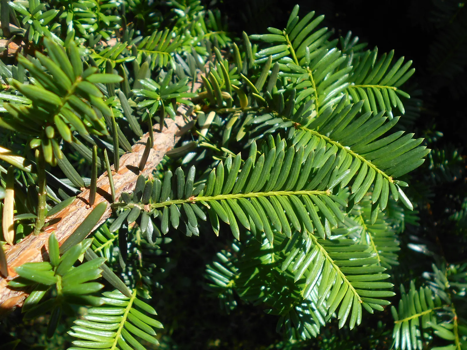 Japanese Yew (Taxus Cuspidata) — This robust species can achieve a mature height of 10 to 40 feet; always design with care, preserving the safety of both the