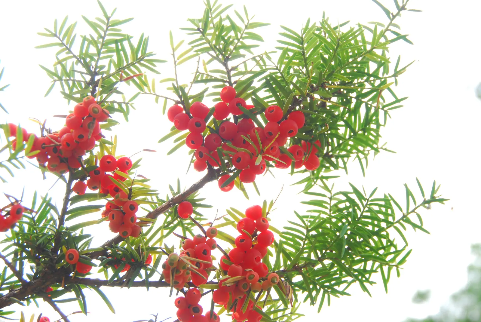 Japanese Yew (Taxus Cuspidata) — Hardy in zones 4-7, it thrives in partial to full sun and well-drained soil