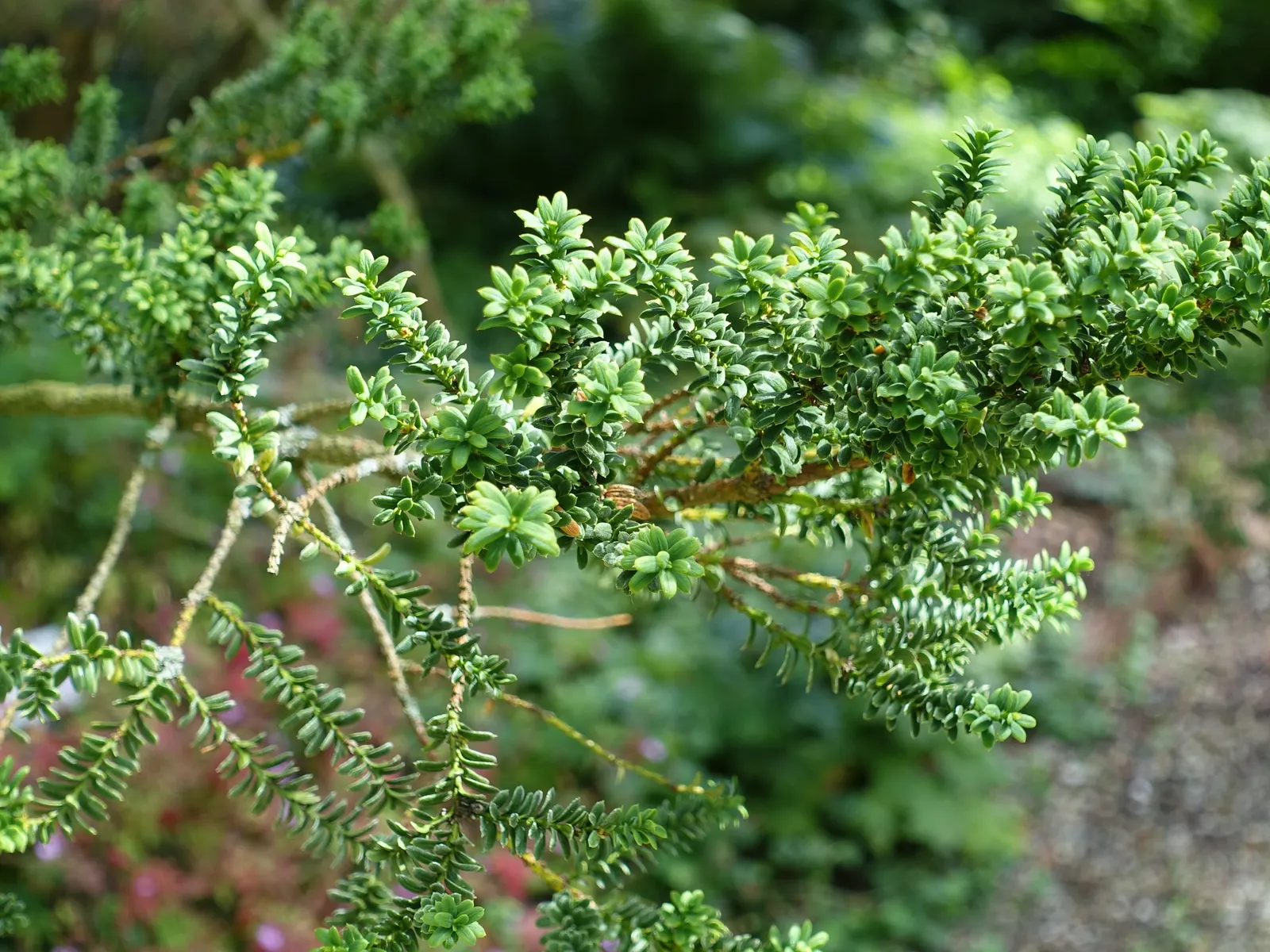 Japanese Yew (Taxus Cuspidata) — with a spread of 10 to 25 feet