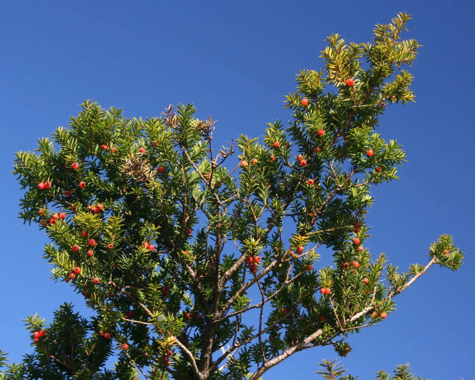 Japanese Yew (Taxus Cuspidata) — Remember that all parts of the plant are toxic if ingested