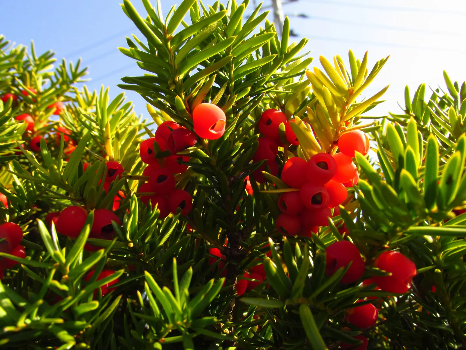 Japanese Yew (Taxus Cuspidata) — Always design with care, preserving the safety of both the environment and the community
