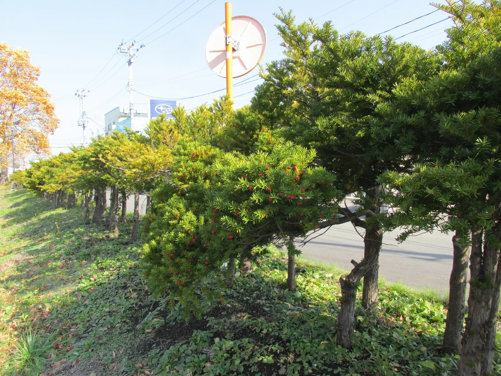 Japanese Yew (Taxus Cuspidata) — rounded cones; bright red; mature size: 10-40ft tall, 10-25ft wide, with a slow growth rate of 6-12in/year