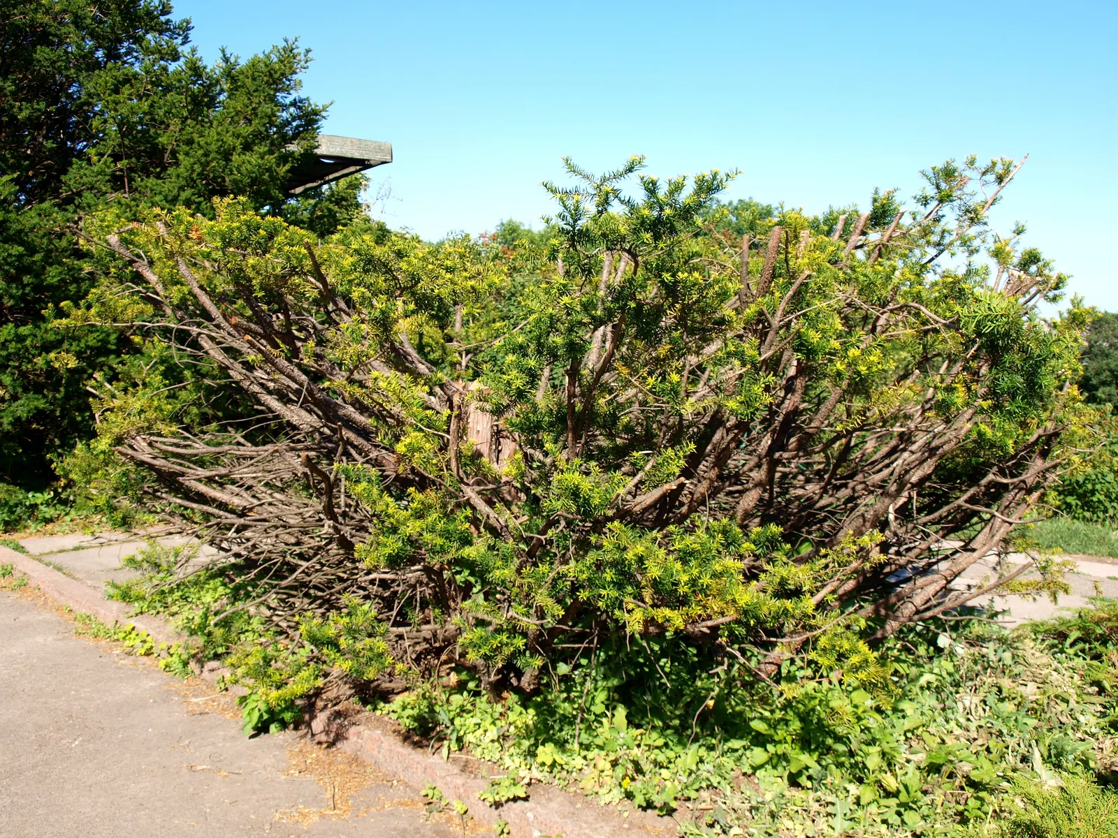 Japanese Yew (Taxus Cuspidata) — Remember that all parts of the plant are toxic if ingested; is an evergreen conifer renowned for its dense