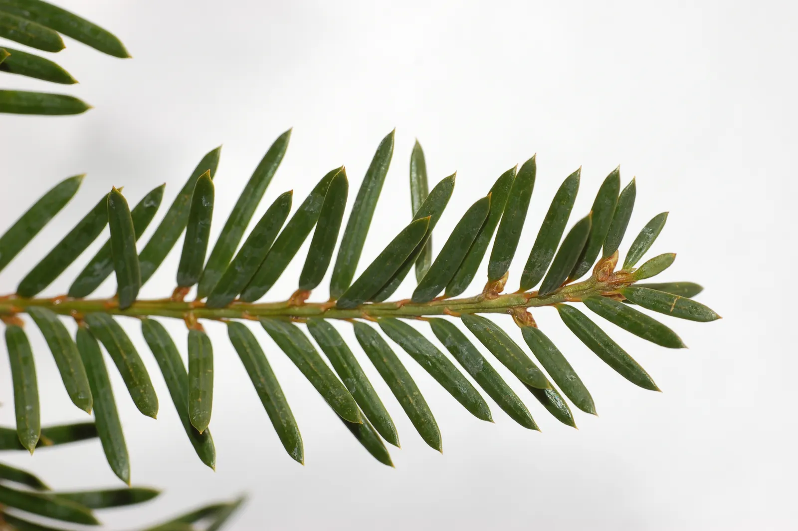 Japanese Yew (Taxus Cuspidata) — which allows for shaping into various formal forms.<br><br>For maximum impact; when integrating into a landscape design