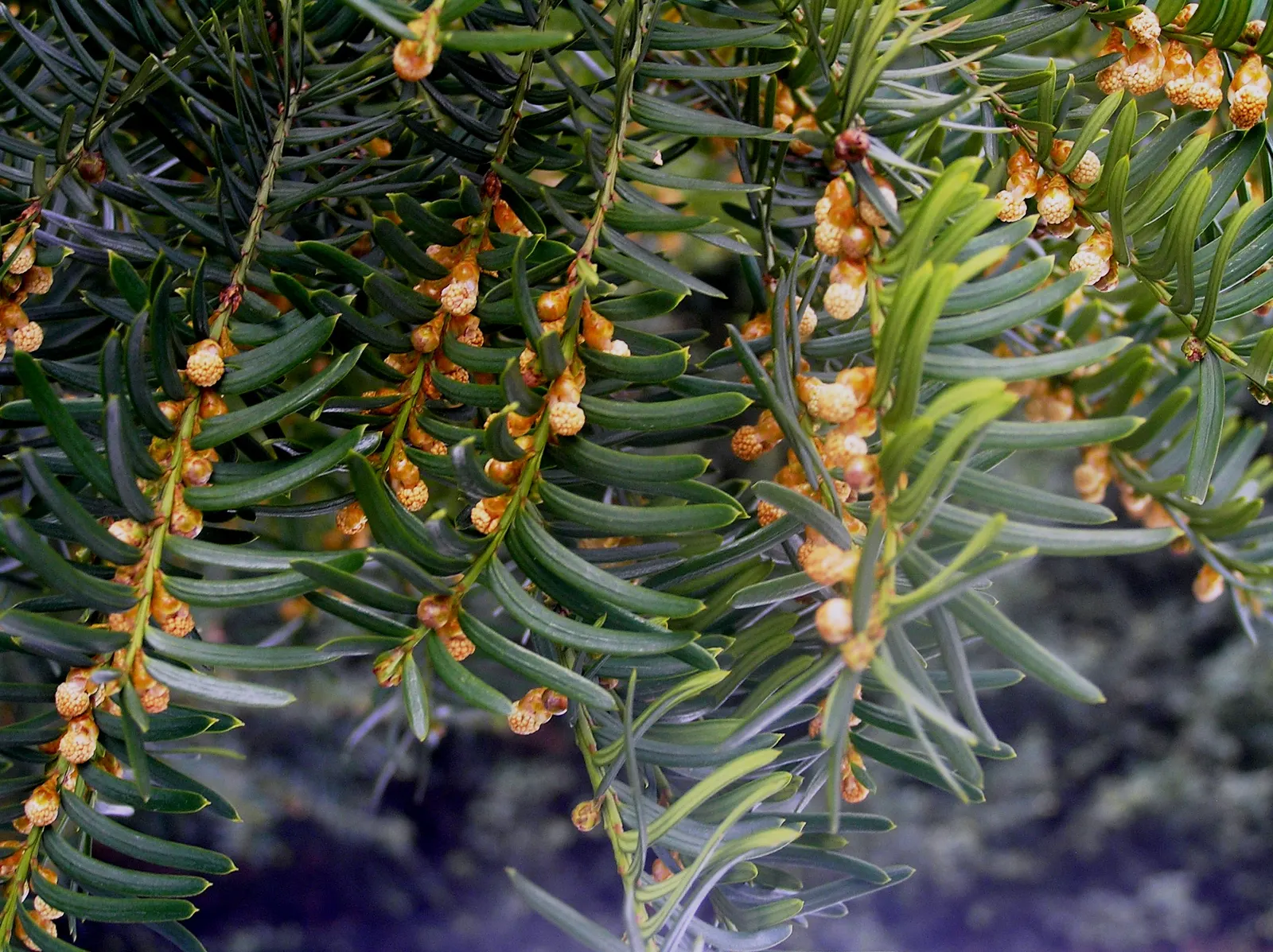 Japanese Yew (Taxus Cuspidata) — Pruning tolerance makes it ideal for shaping; conifer / shrub for full or half or shade