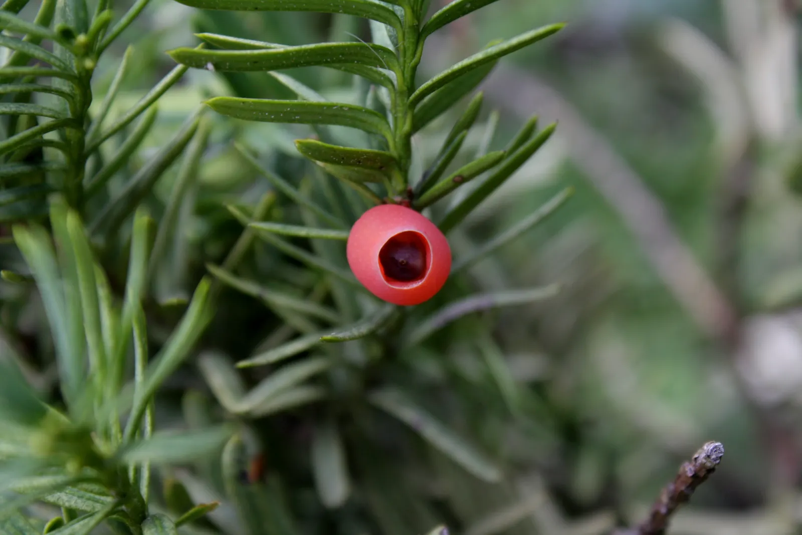 Japanese Yew (Taxus Cuspidata) — This robust species can achieve a mature height of 10 to 40 feet