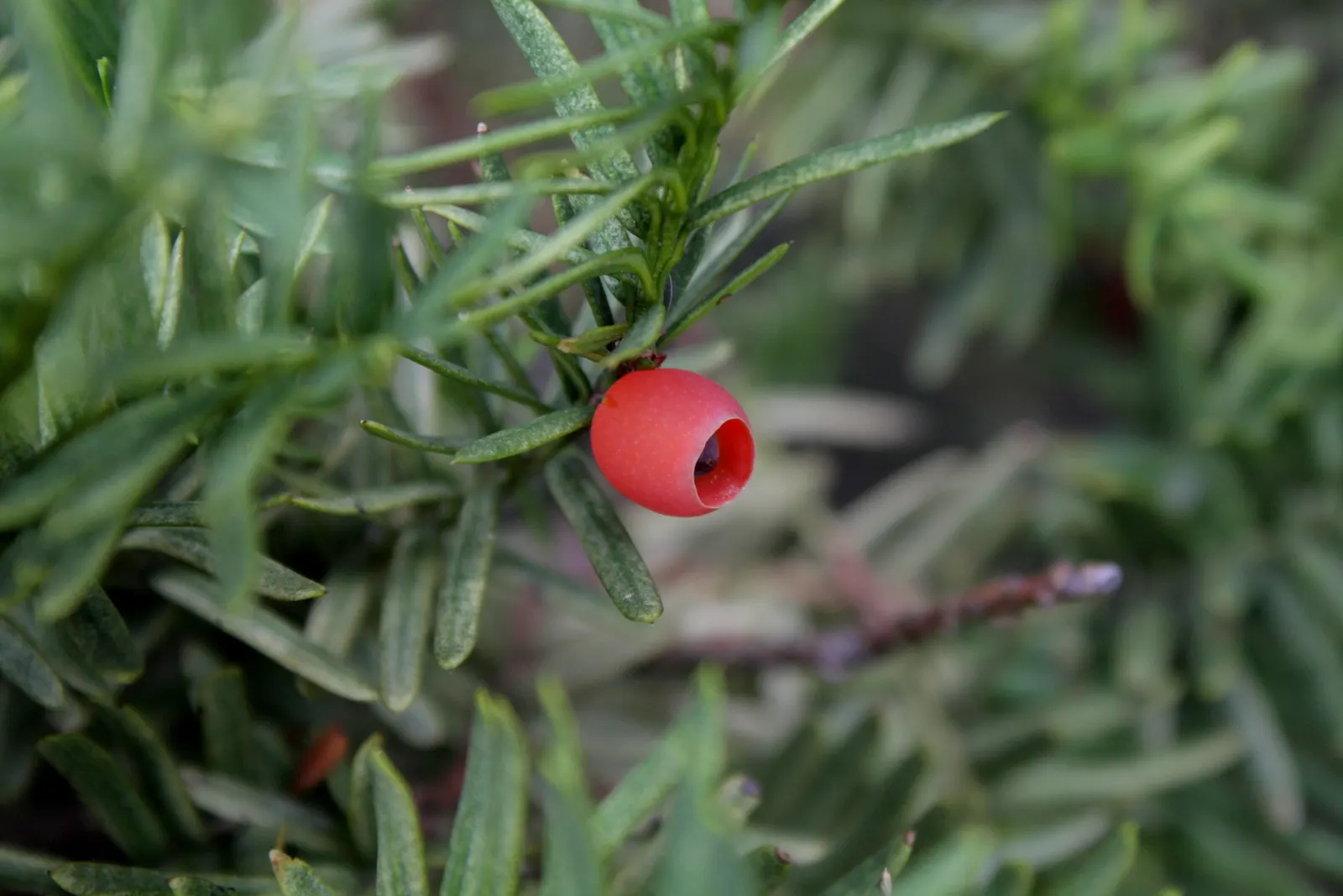 Japanese Yew (Taxus Cuspidata) — Regular watering recommended, with more frequency during dry spells; scientifically known as Taxus cuspidata
