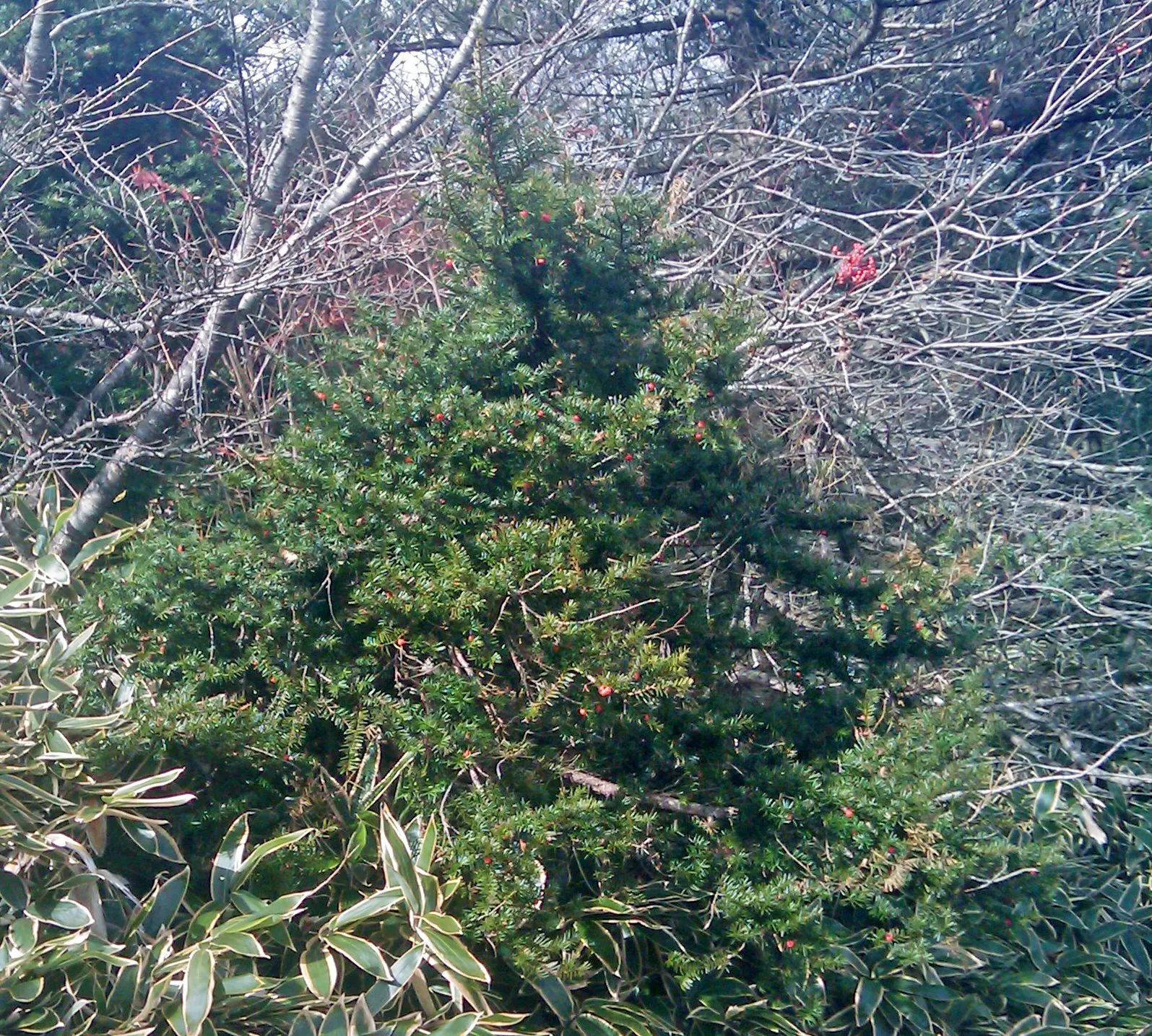 Japanese Yew (Taxus Cuspidata) — needle-like foliage and striking; as an ideal candidate for landscape design, it offers both aesthetic appeal and versatility