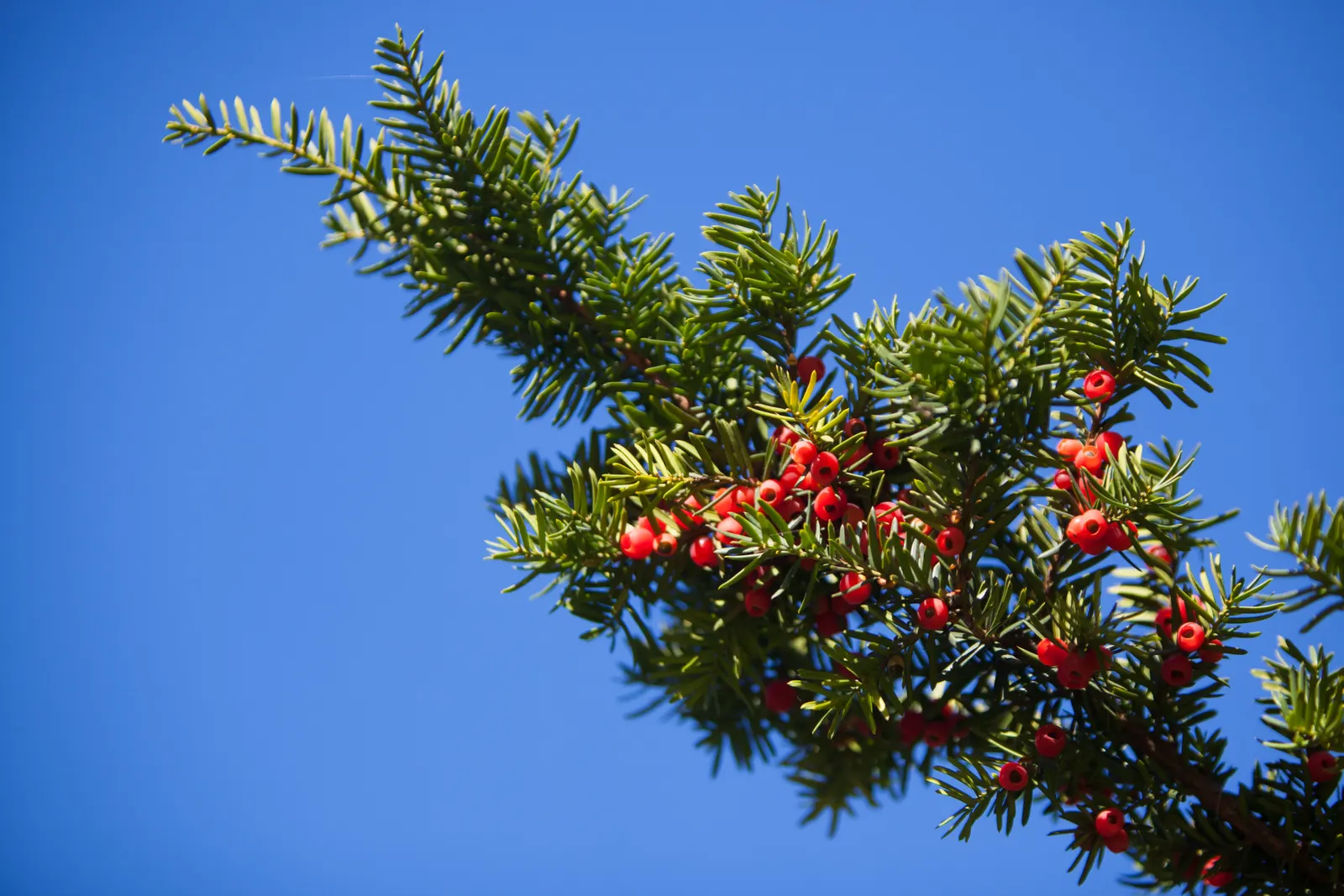 Japanese Yew (Taxus Cuspidata) — The plant is adaptable to both full sun and partial shade