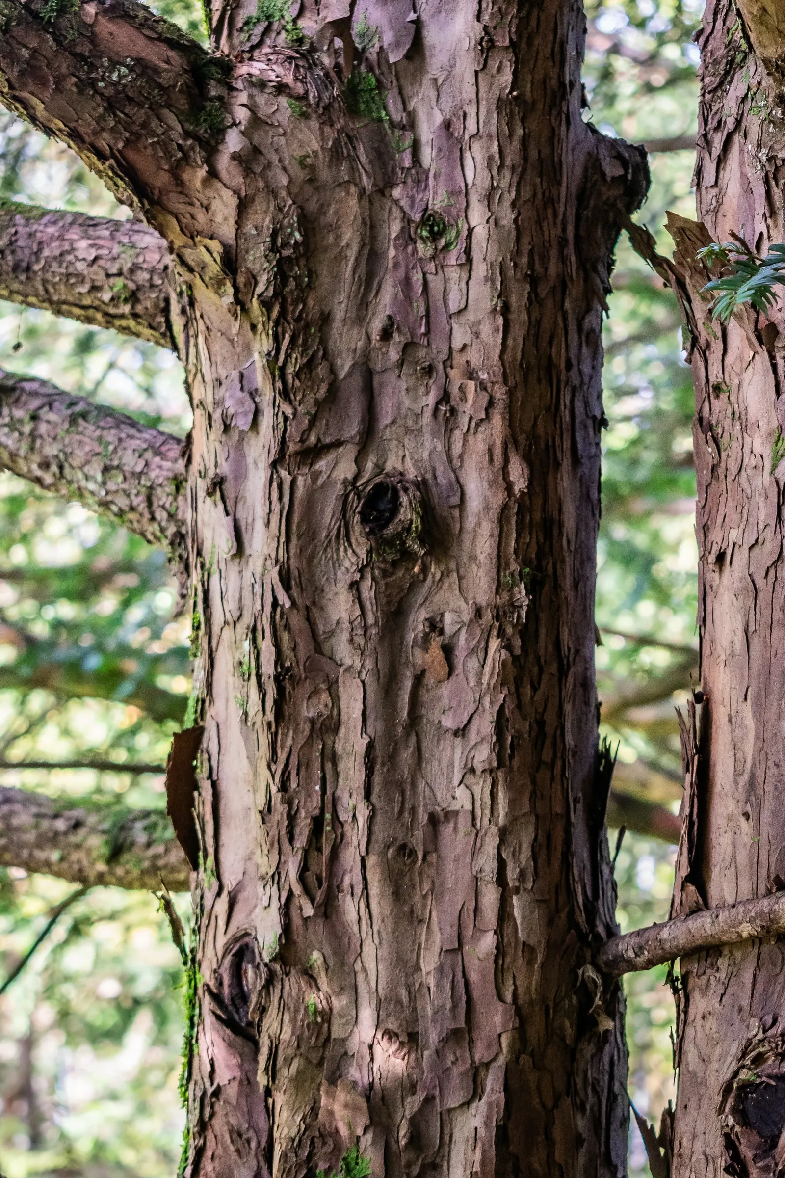 Japanese Yew (Taxus Cuspidata) — at roughly 6-12 inches per year; perfect for hedges with its dense