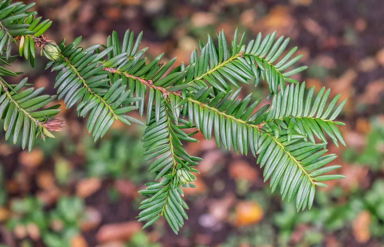 Japanese Yew (Taxus Cuspidata) — spanning approximately 1 inch in length; consider its ability to tolerate pruning