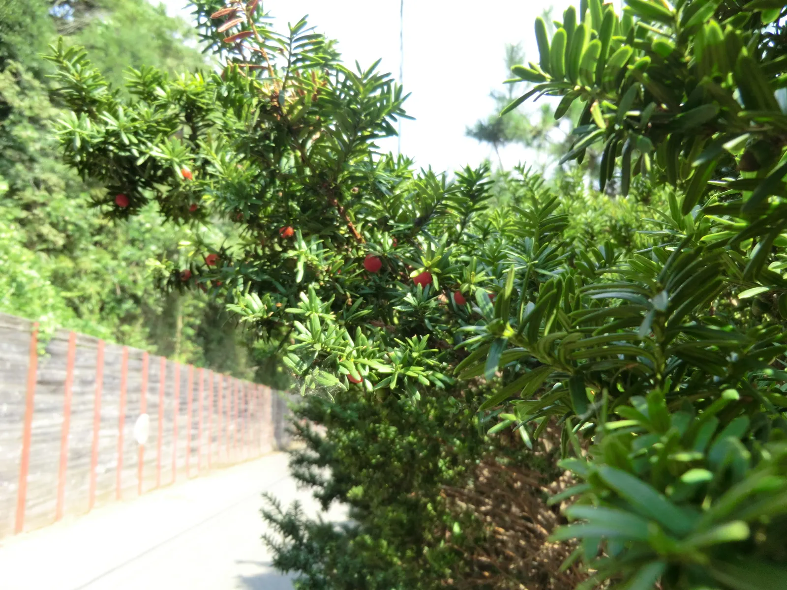 Japanese Yew (Taxus Cuspidata) — Hardy in zones 4-7, it thrives in partial to full sun and well-drained soil; although its density and growth rate might be