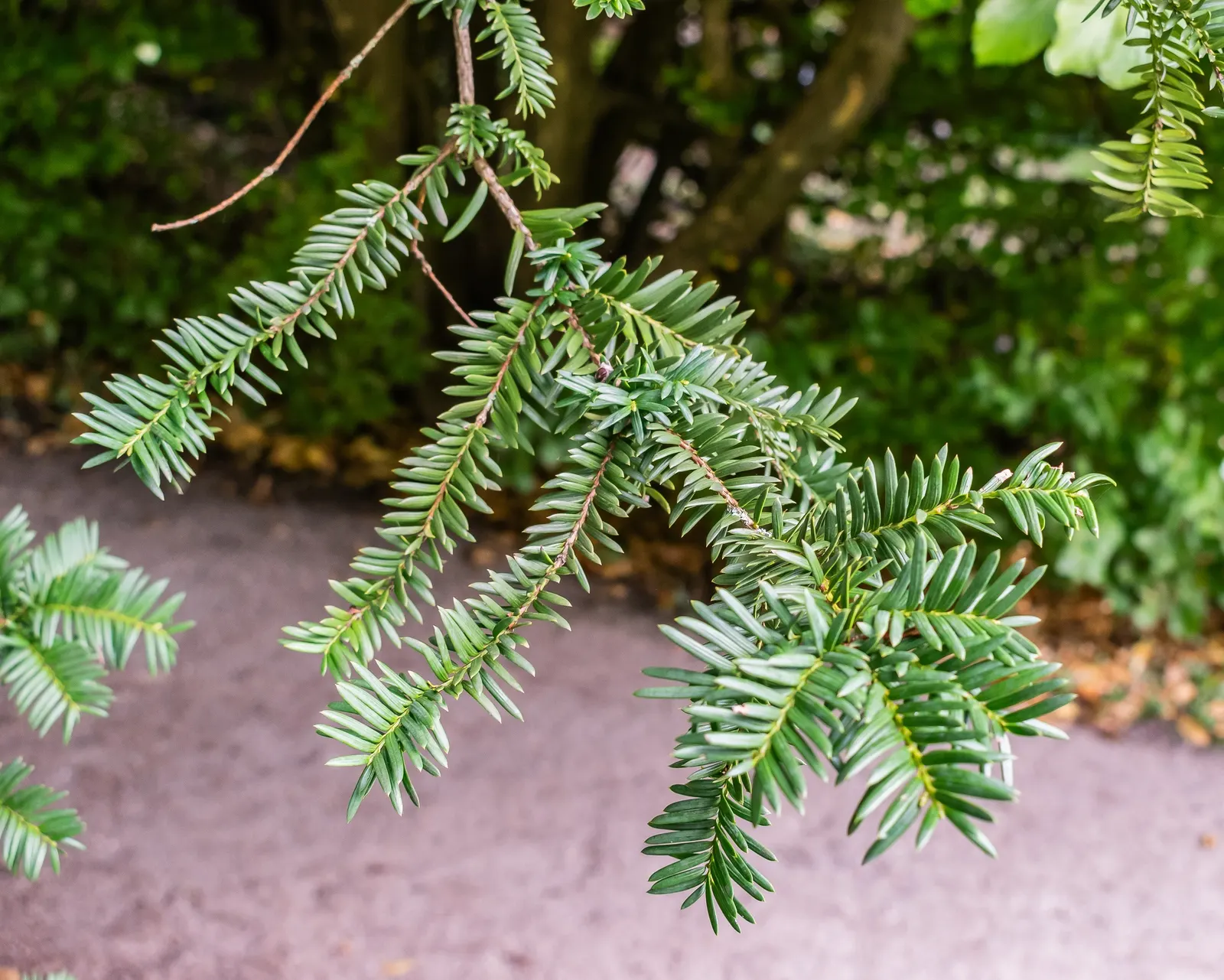 Japanese Yew (Taxus Cuspidata) — When integrating into a landscape design; regular watering recommended, with more frequency during dry spells
