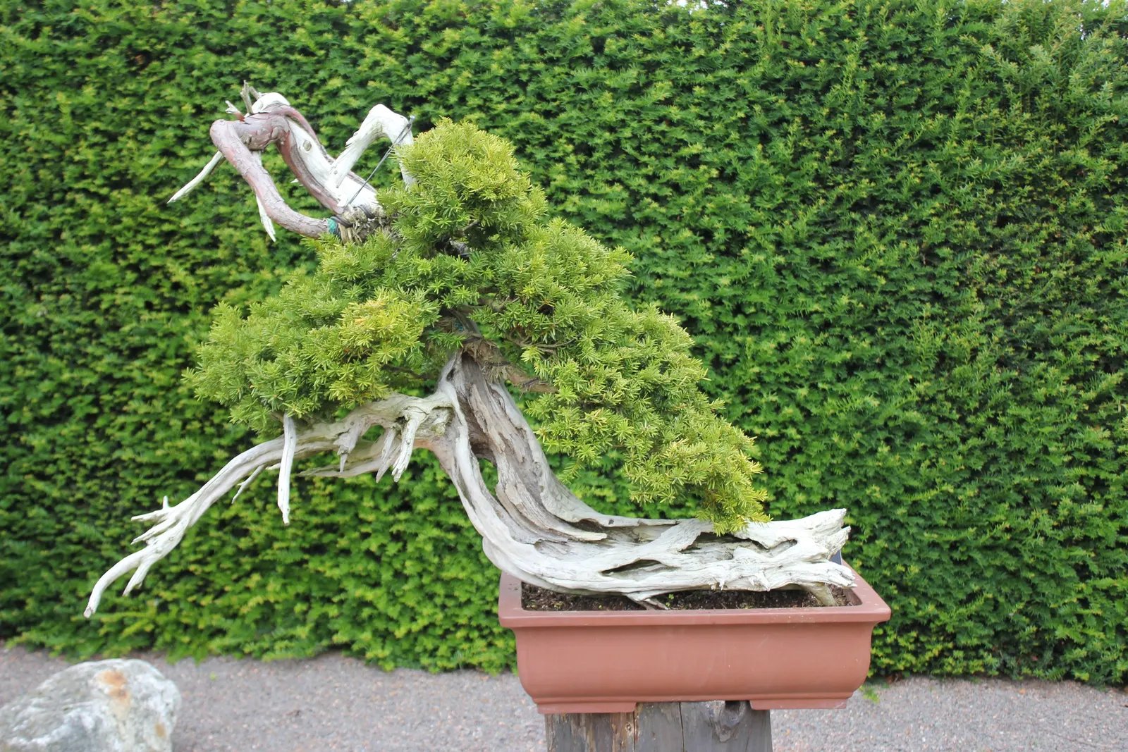 Japanese Yew (Taxus Cuspidata) — Always design with care, preserving the safety of both the environment and the community; rounded cones; bright red
