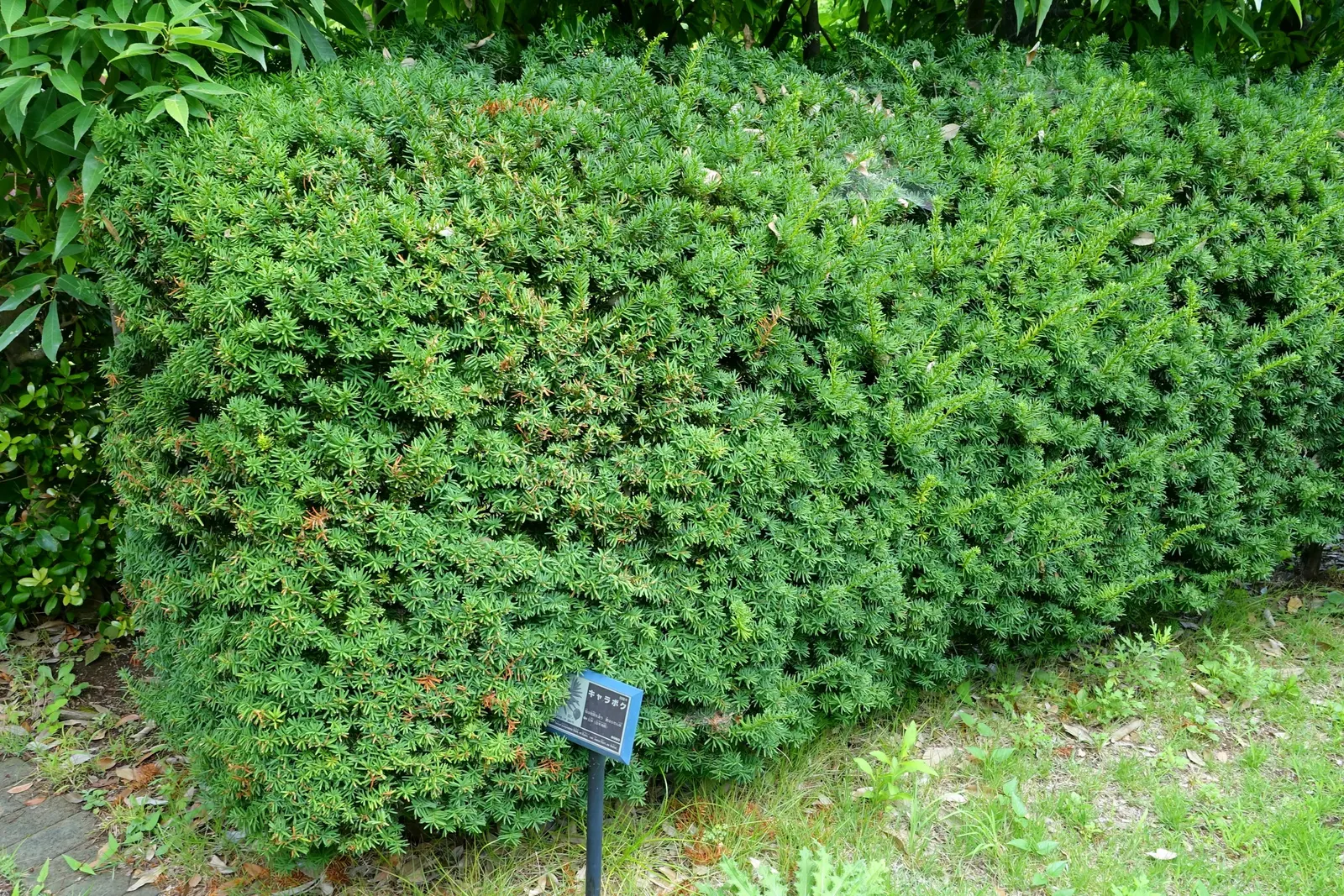 Japanese Yew (Taxus Cuspidata) — perfect for hedges with its dense; pruning tolerance makes it ideal for shaping