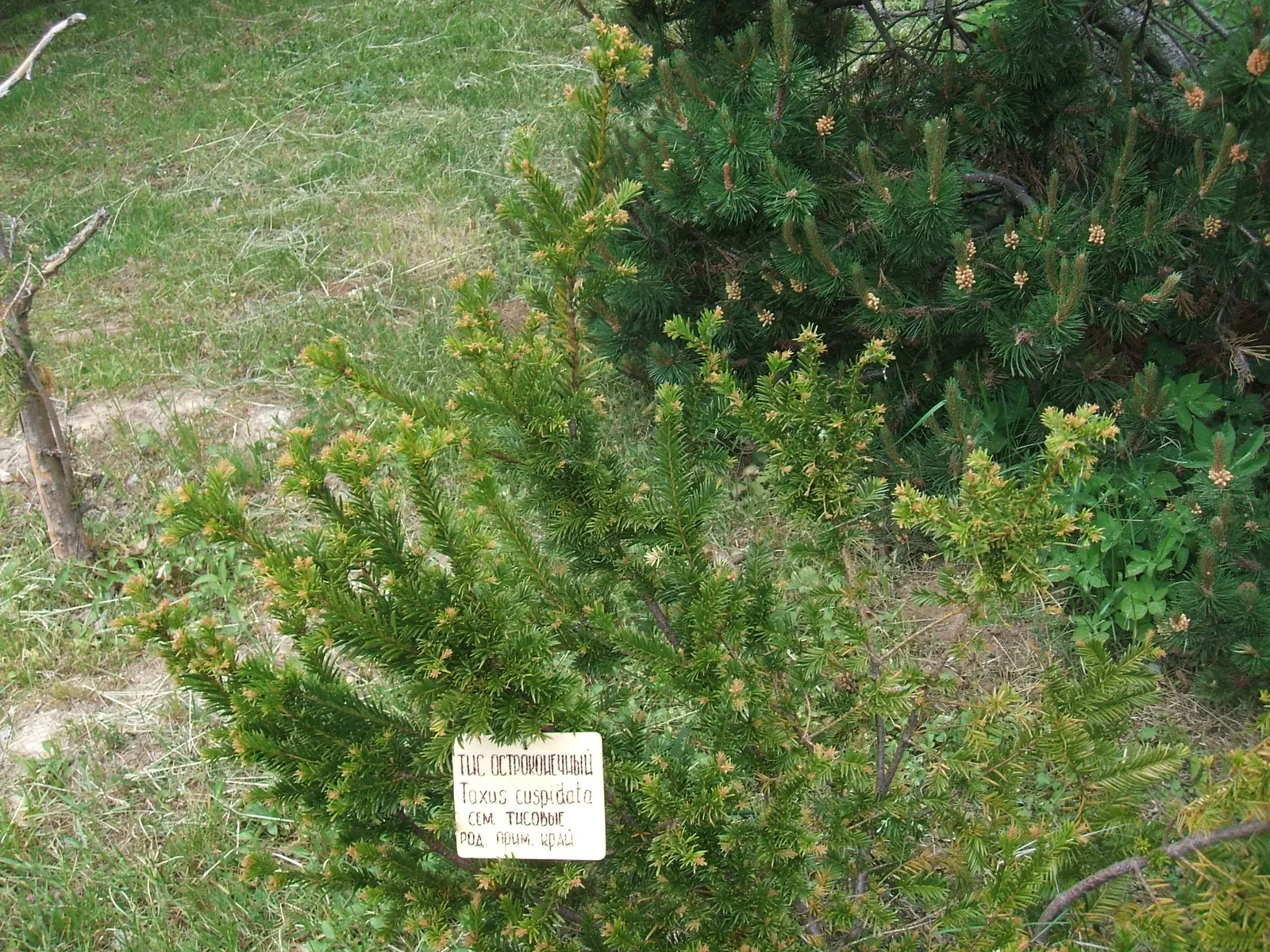 Japanese Yew (Taxus Cuspidata) — As an ideal candidate for landscape design, it offers both aesthetic appeal and versatility; the plant is adaptable to both