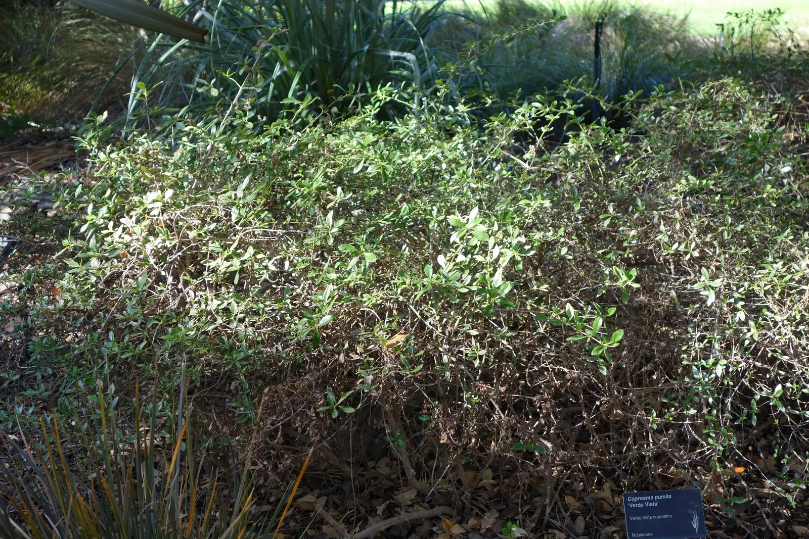 Verde Vista Coprosma (Coprosma Petriei 'Verde Vista') — Verde Vista Coprosma is a robust evergreen shrub, prized for its glossy, olive-green foliage