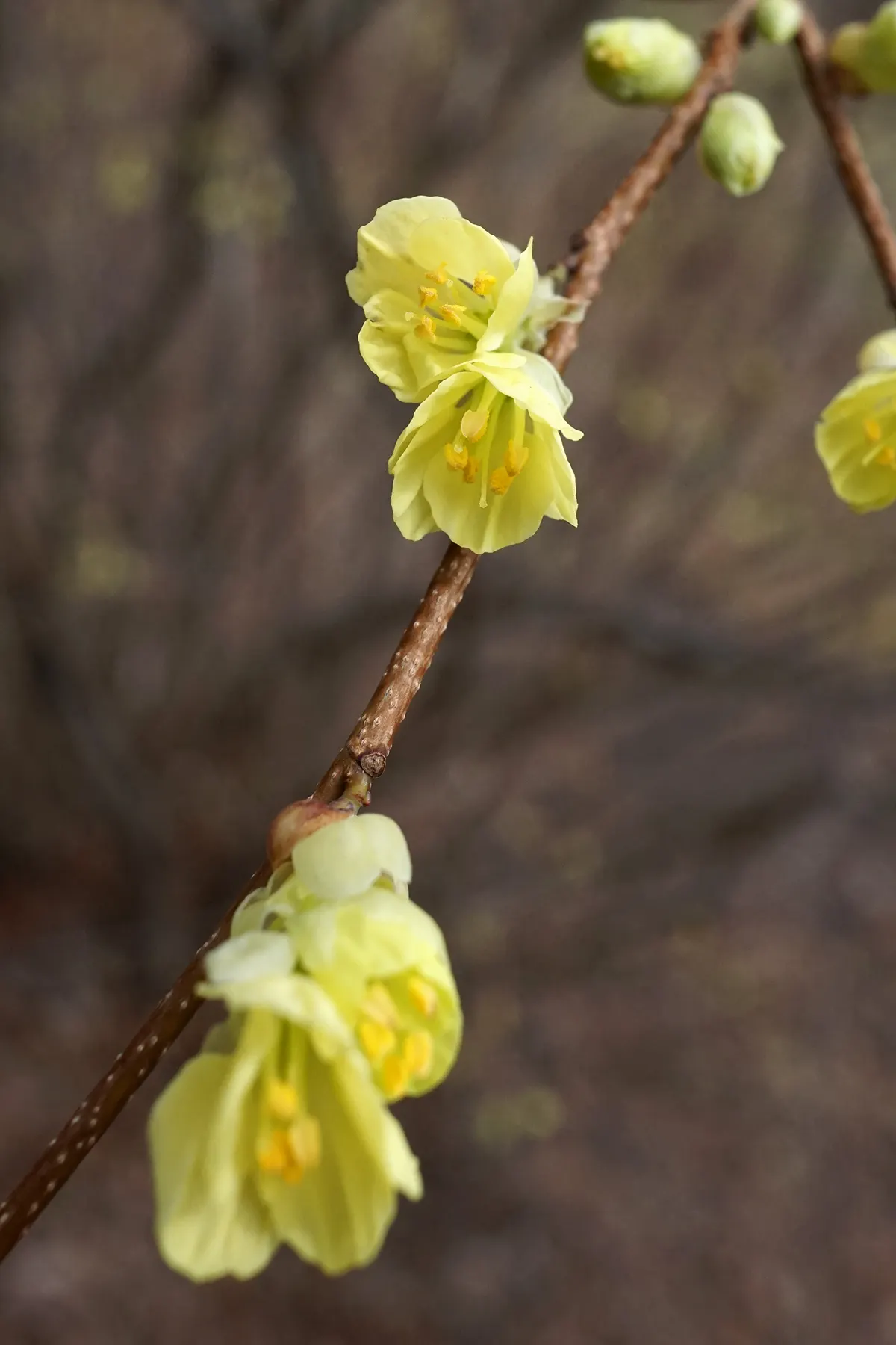 Buttercup Winterhazel (Corylopsis Pauciflora) — it is advisable to plant it in an area that can provide moisture yet guards against waterlogging